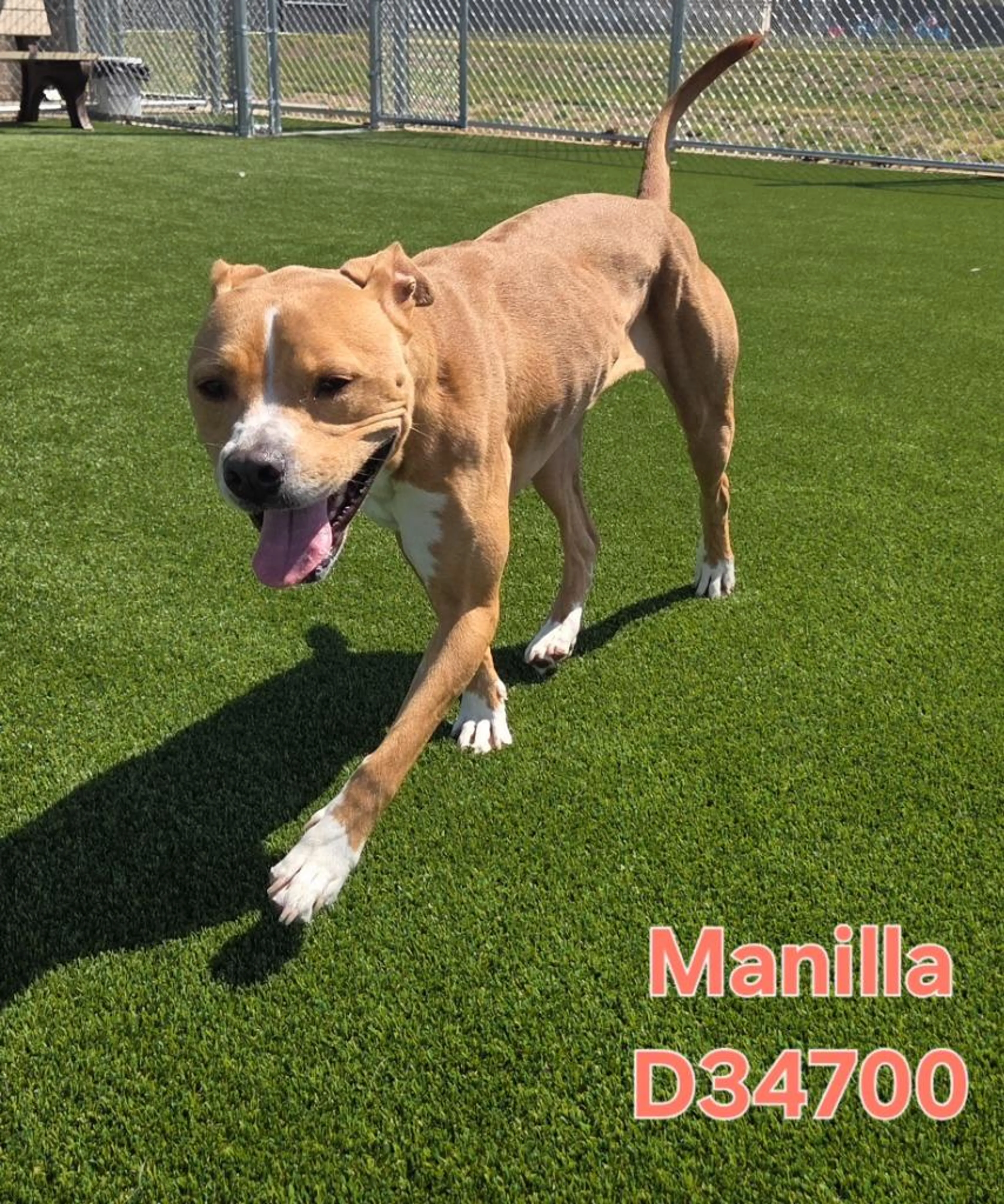 Found pet