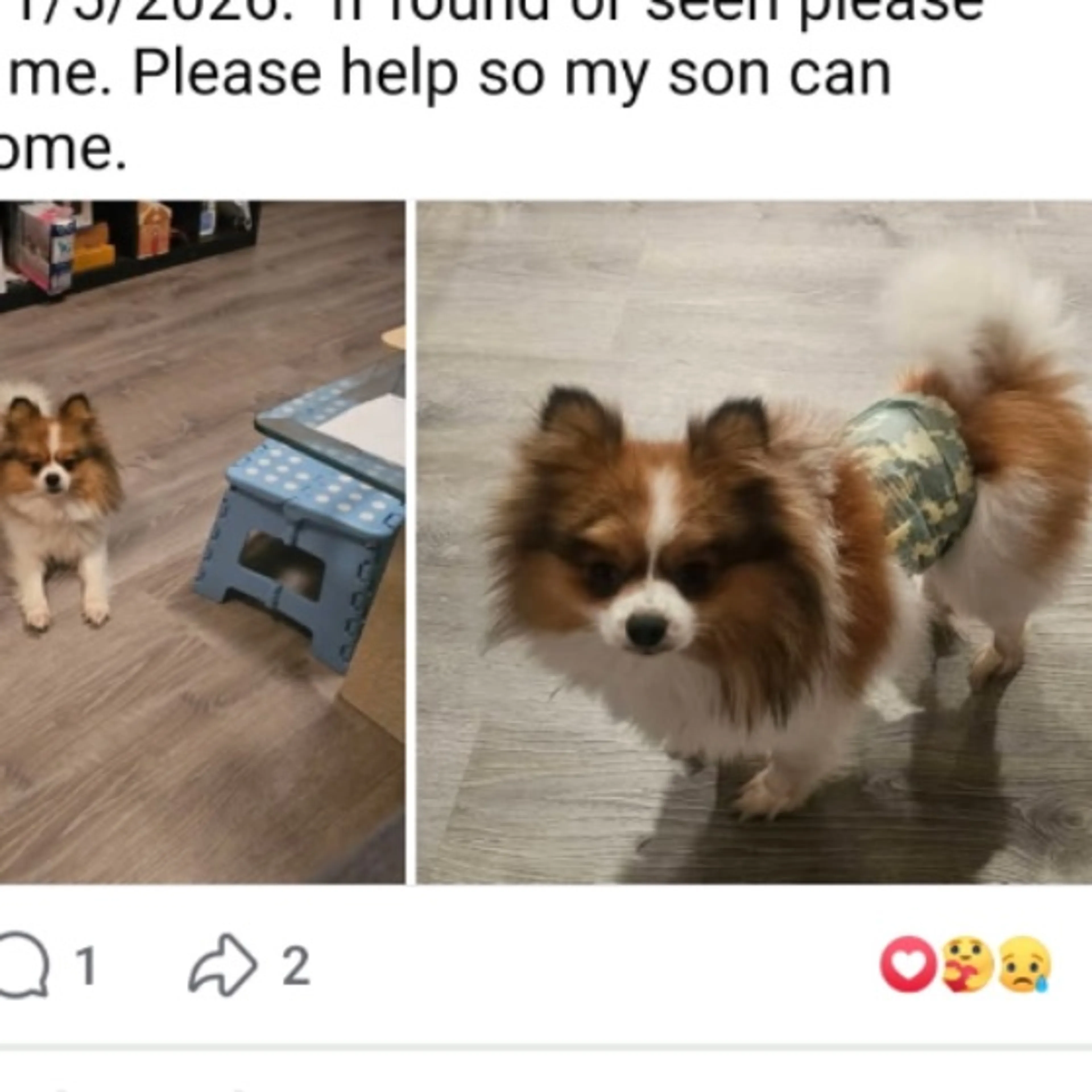 Lost pet