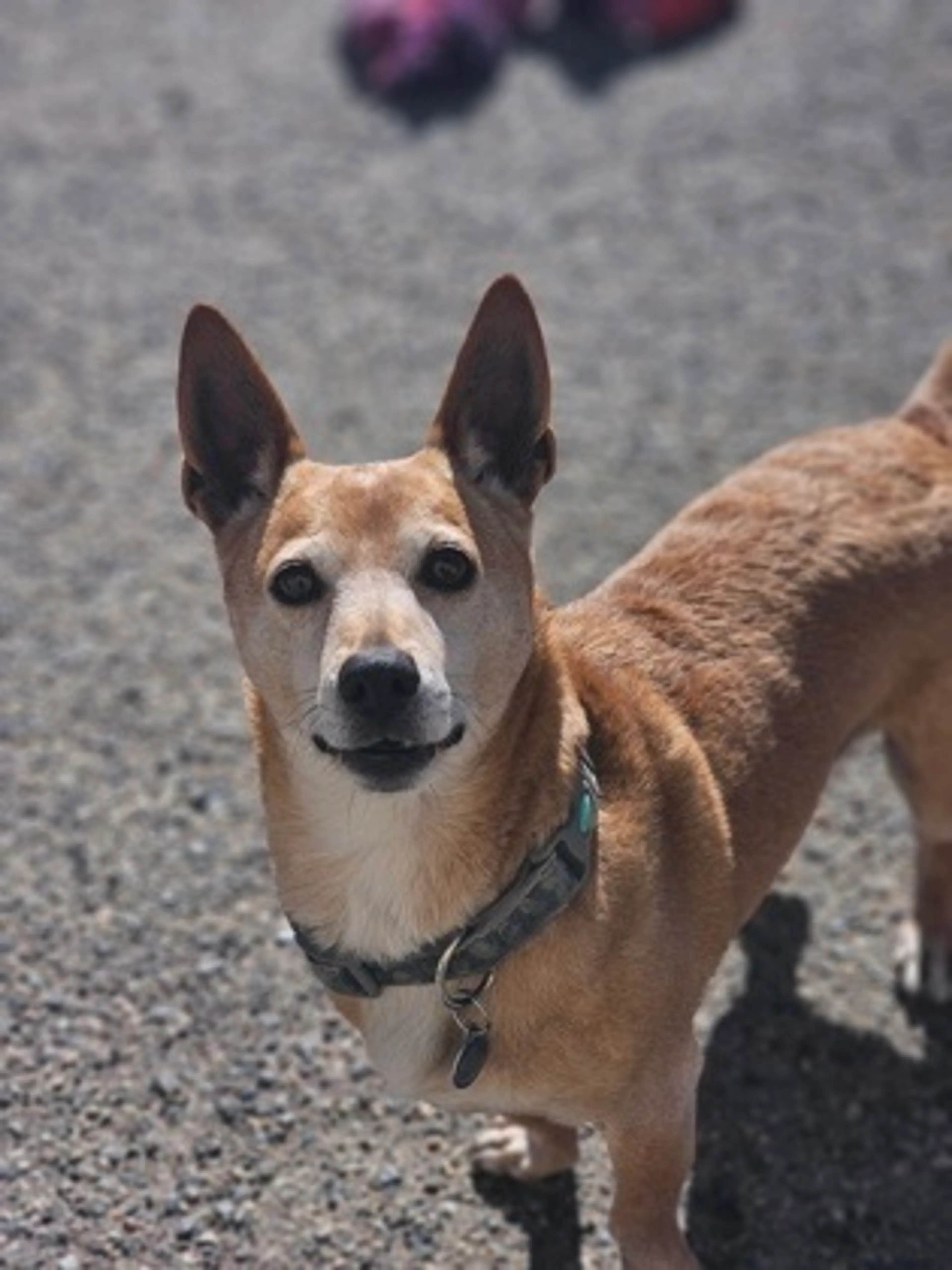 Found pet-2