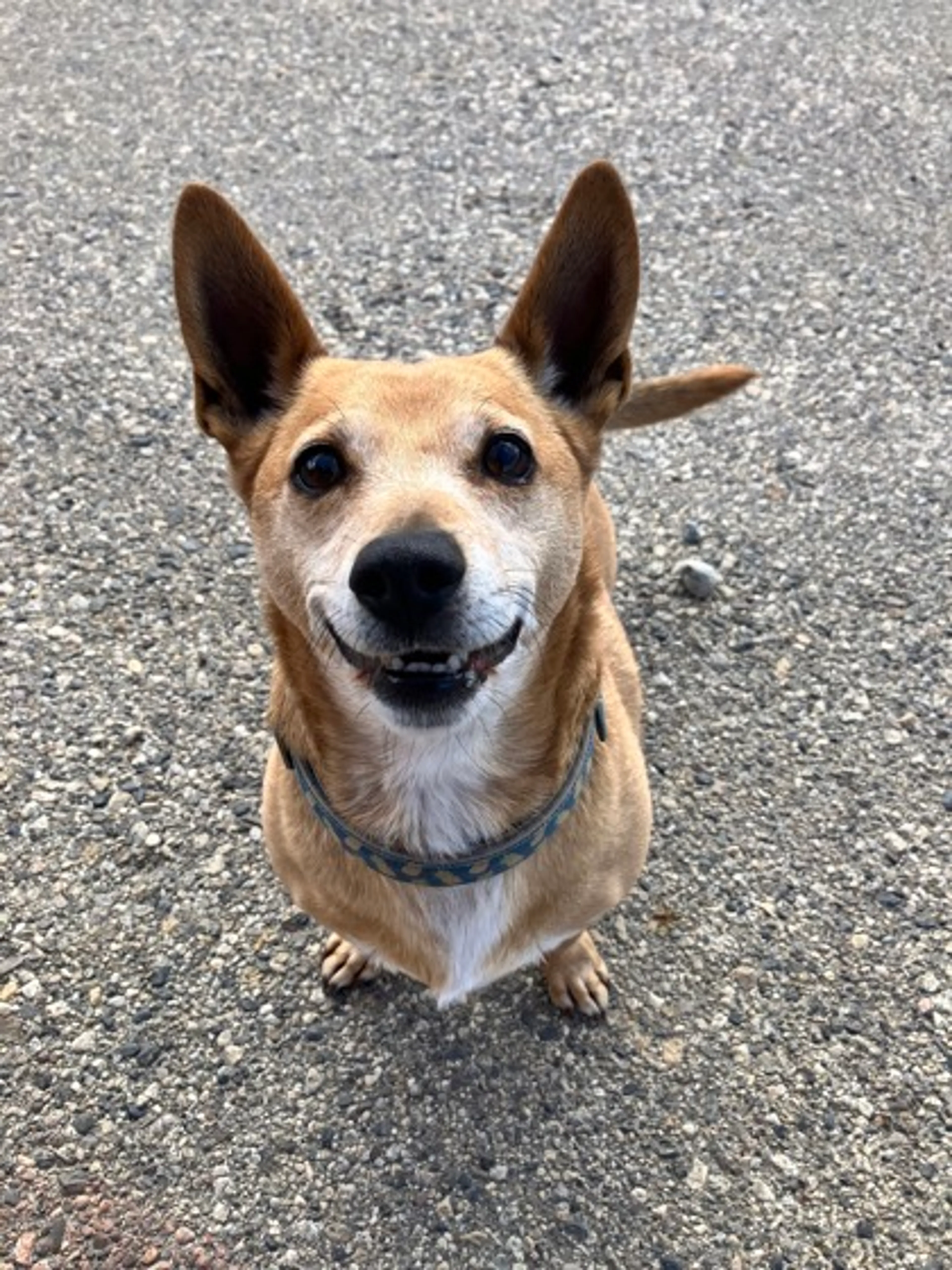 Found pet-1
