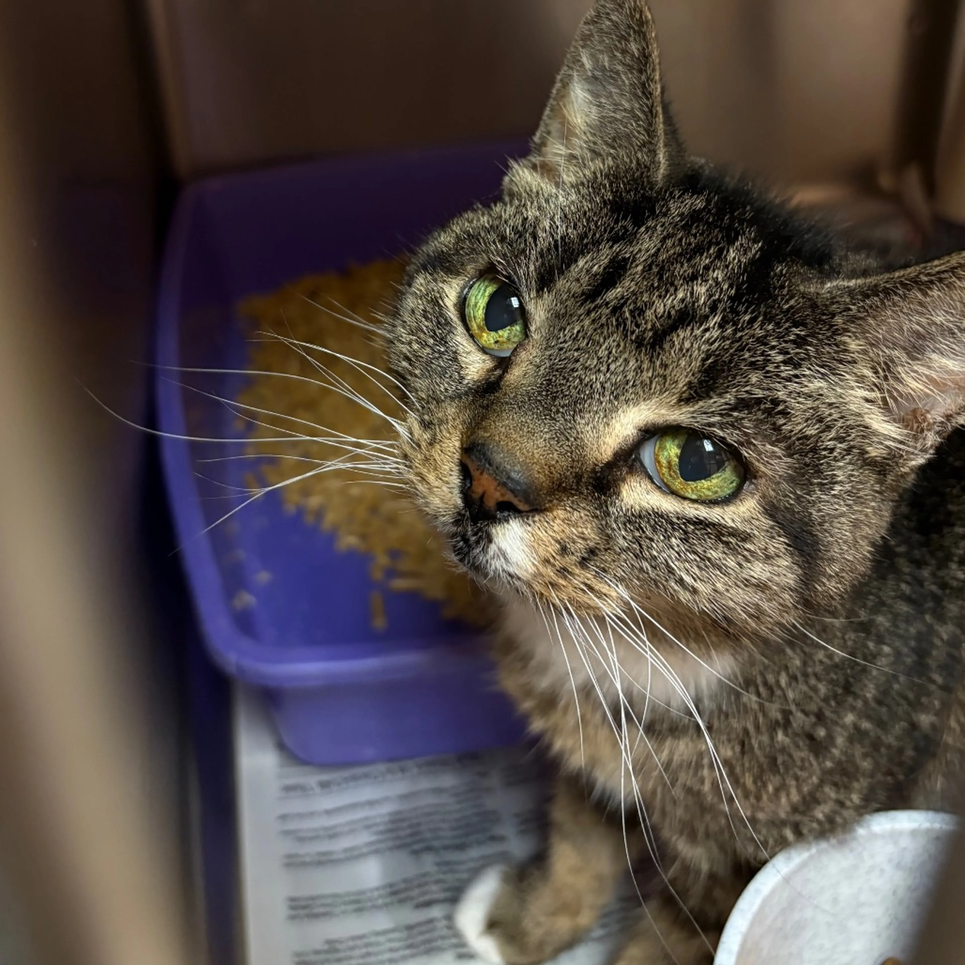 Found pet-2