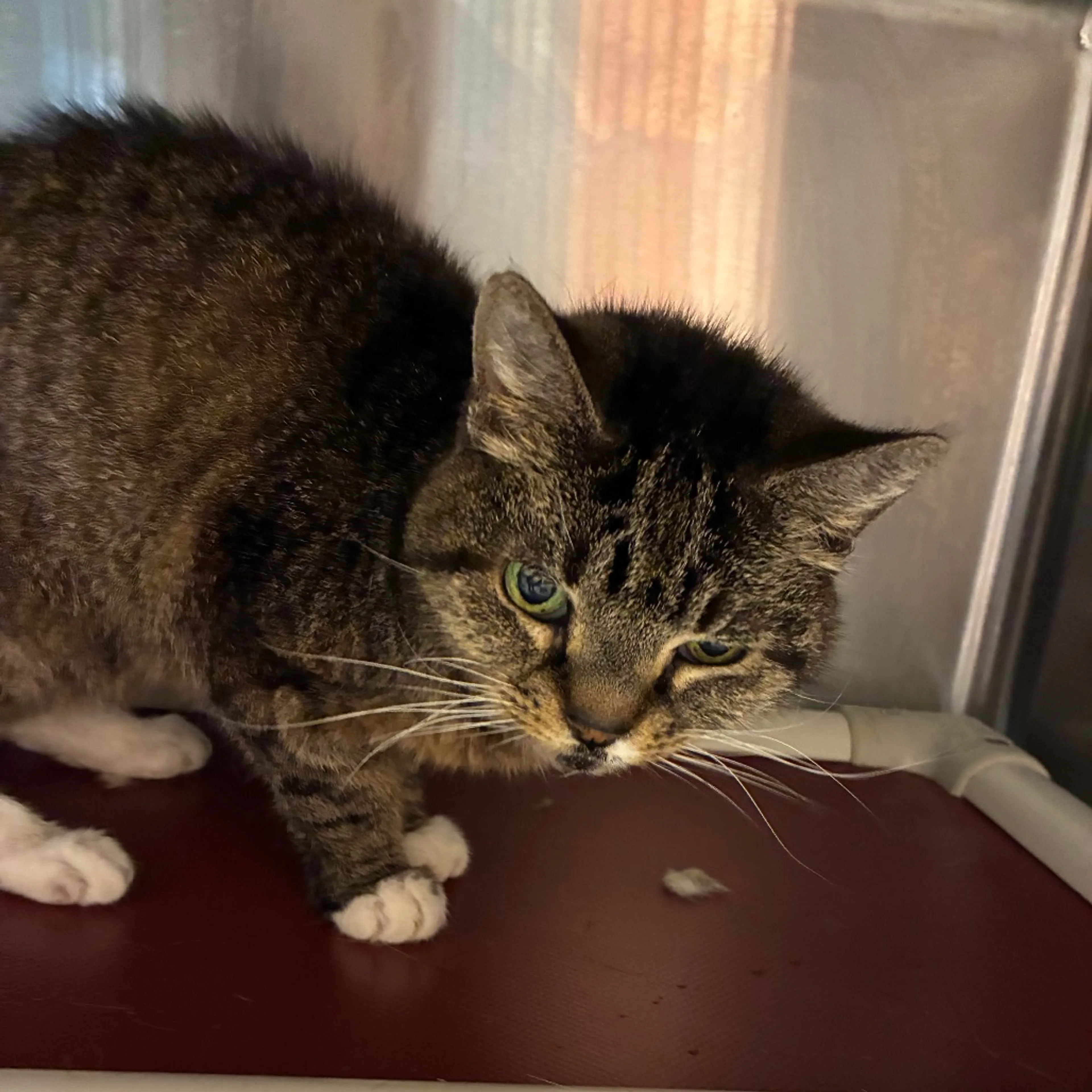 Found pet-1