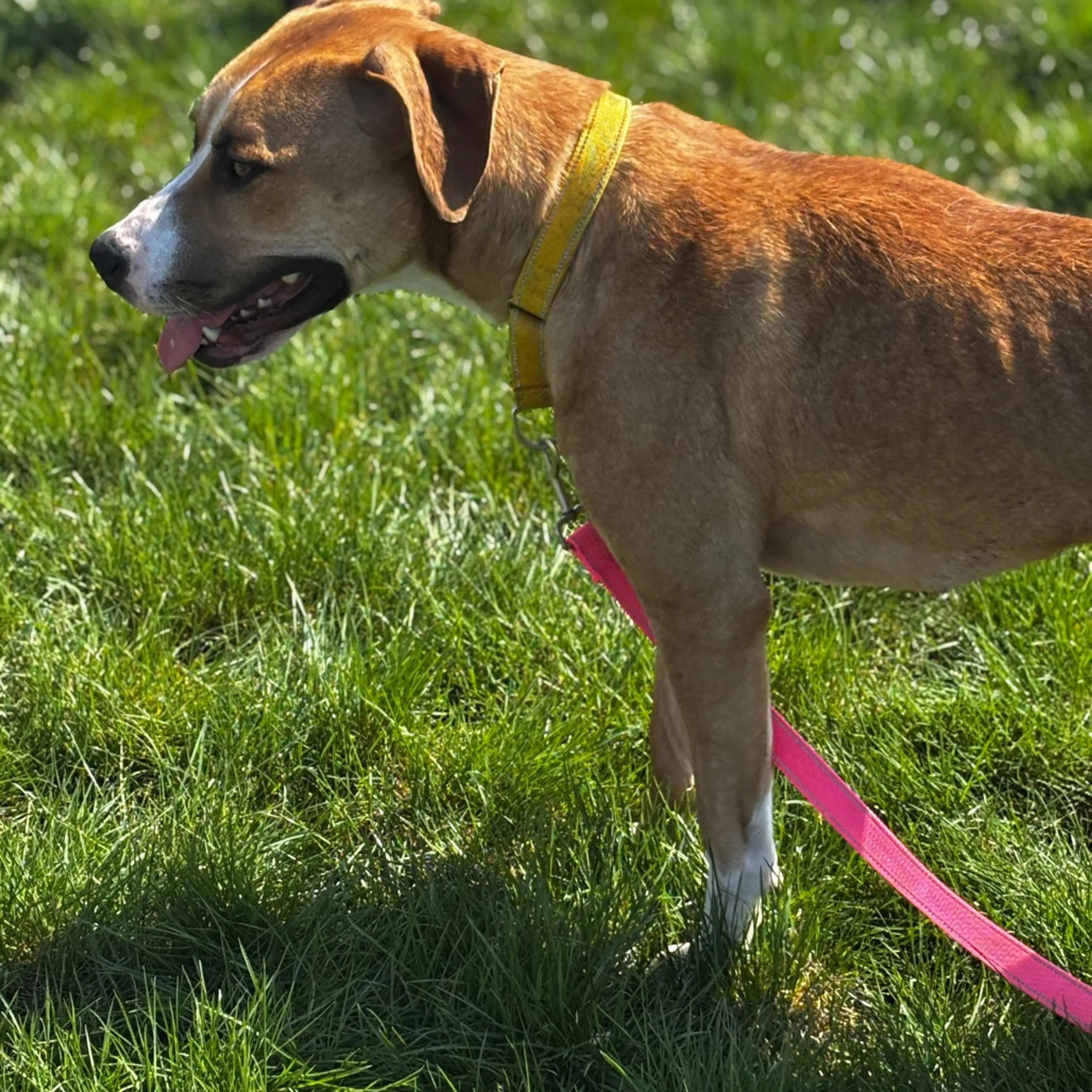 Found pet-5