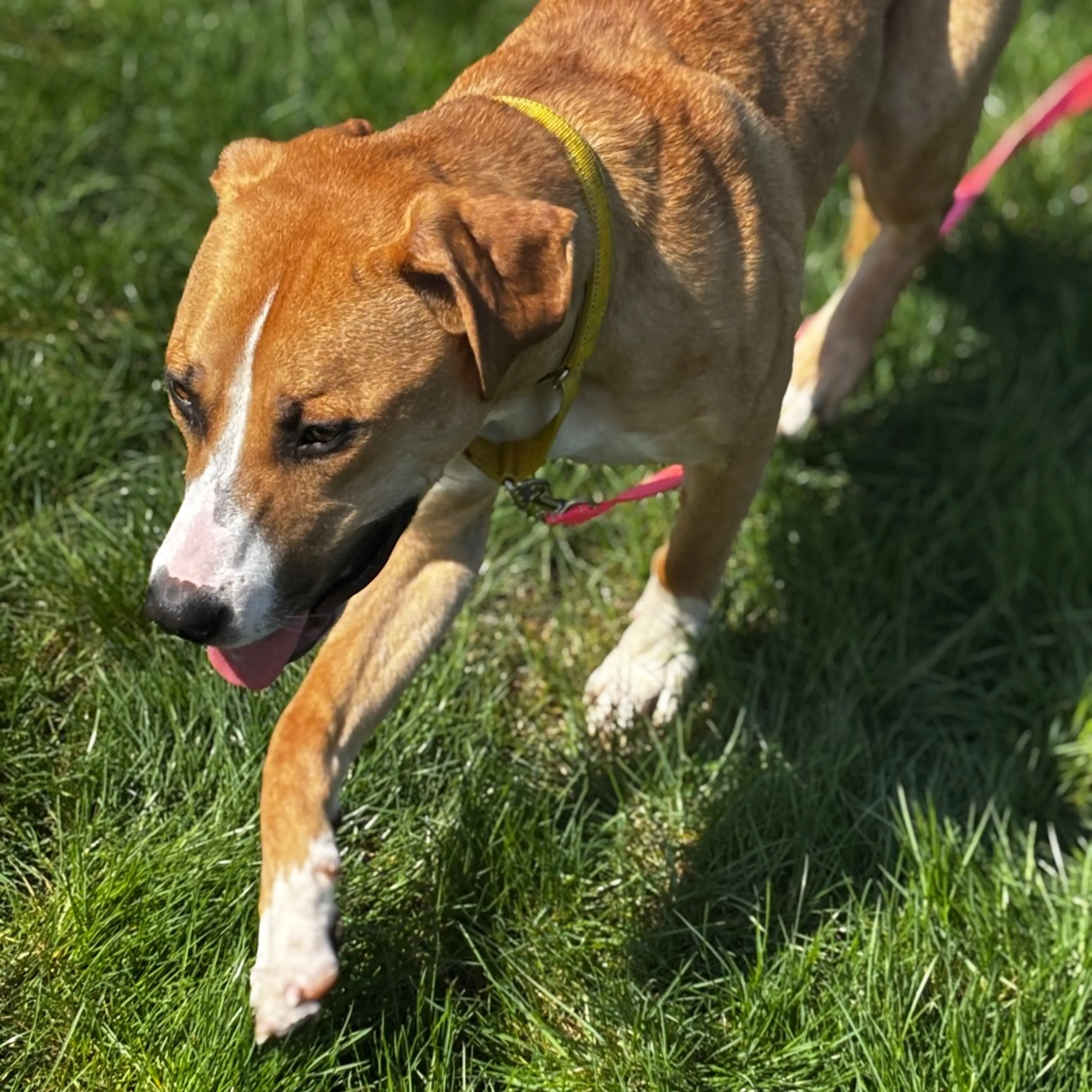 Found pet-6