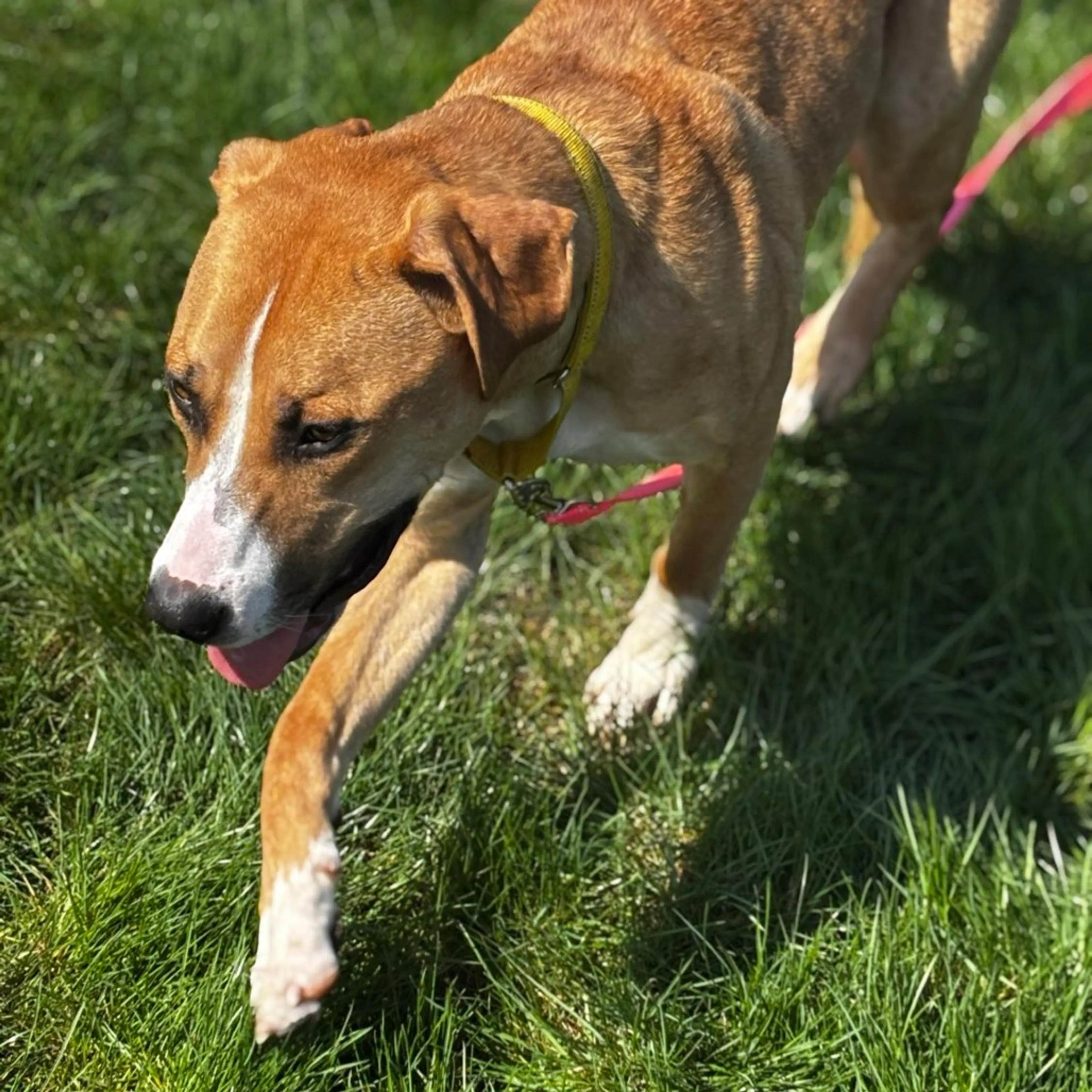 Found pet-3