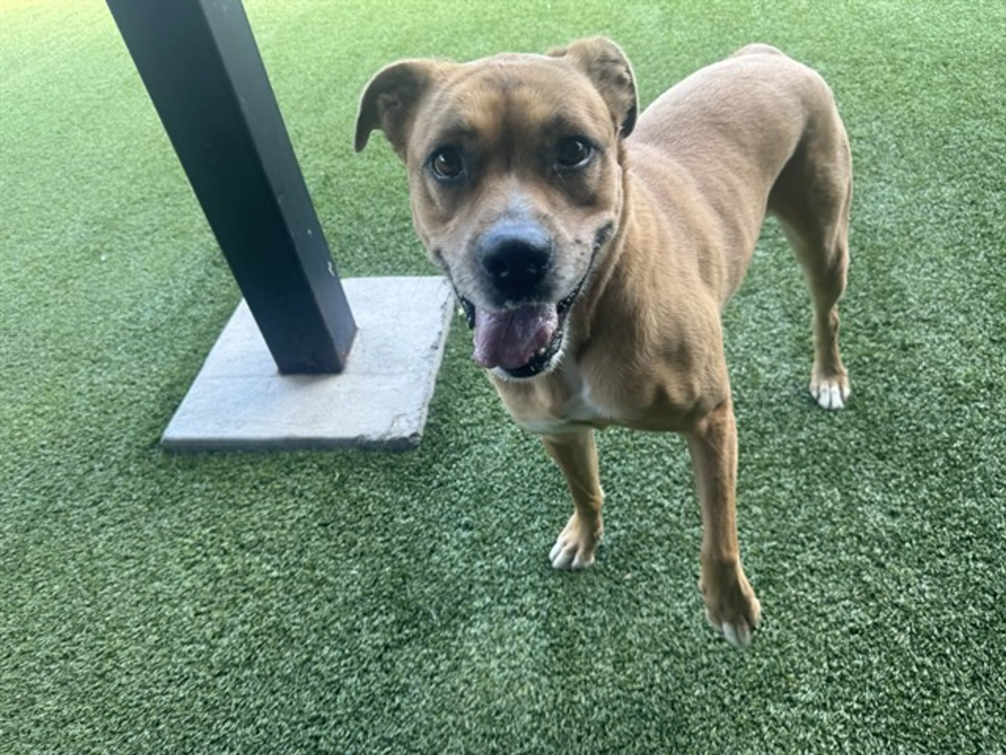 Found pet