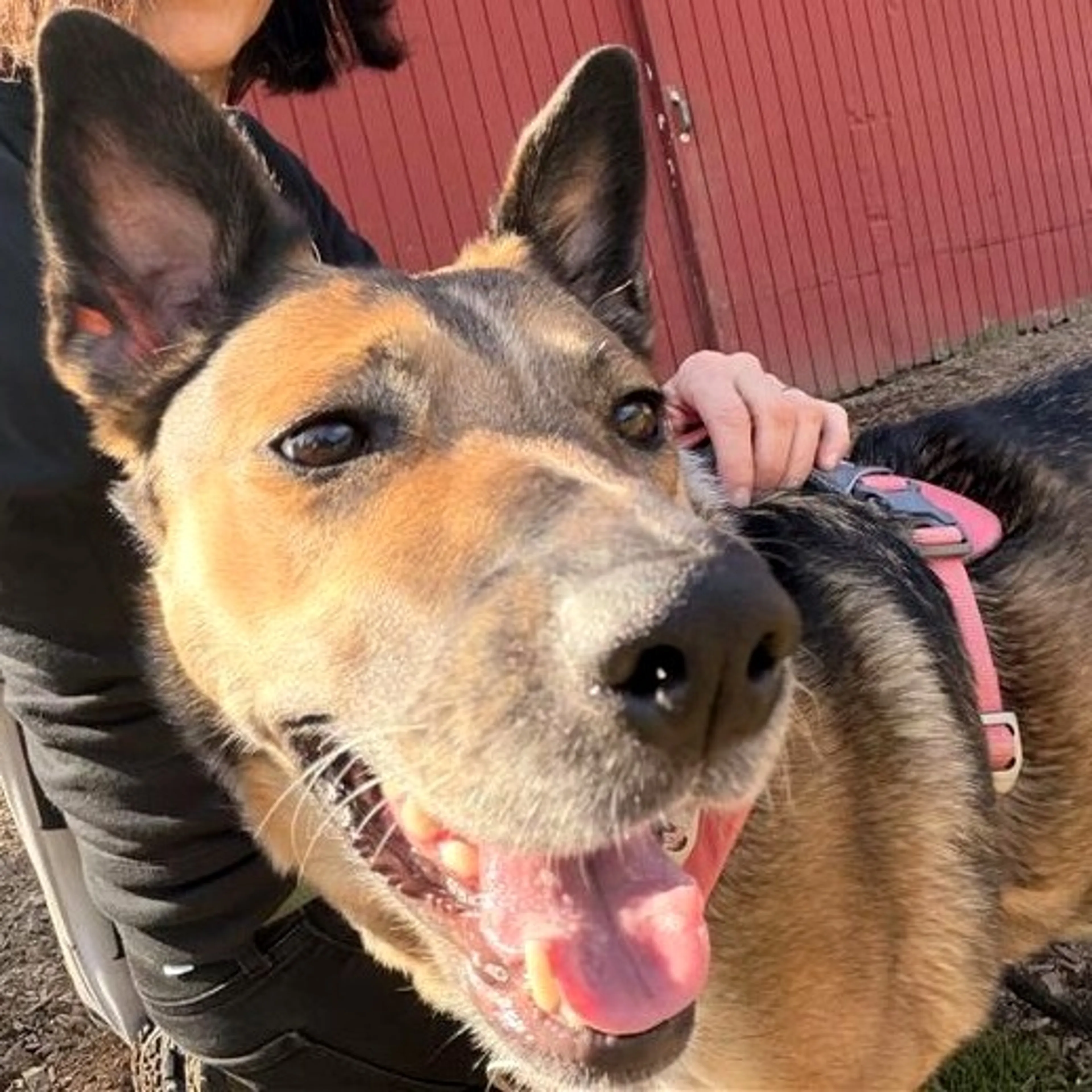 Found pet-1