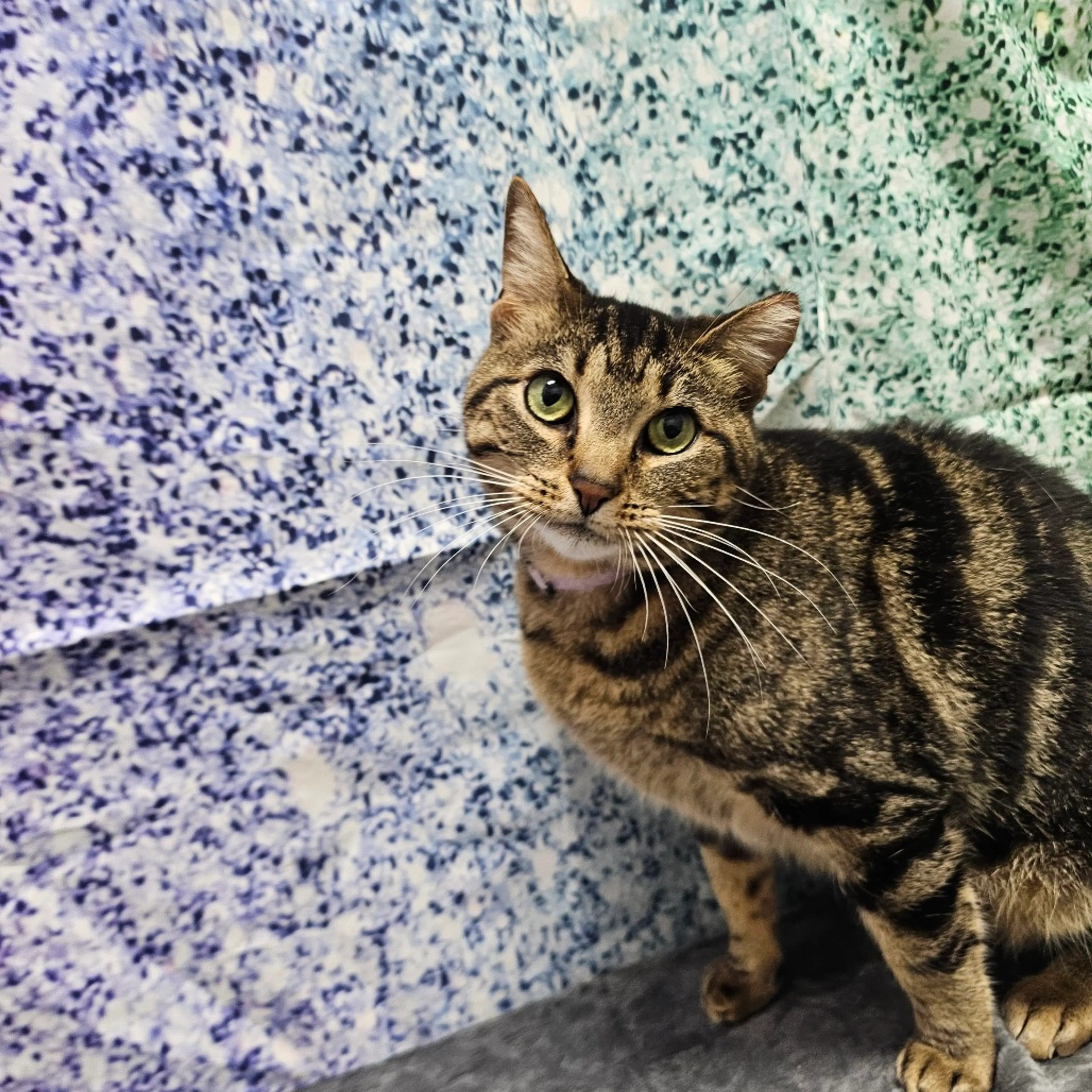 cdn image