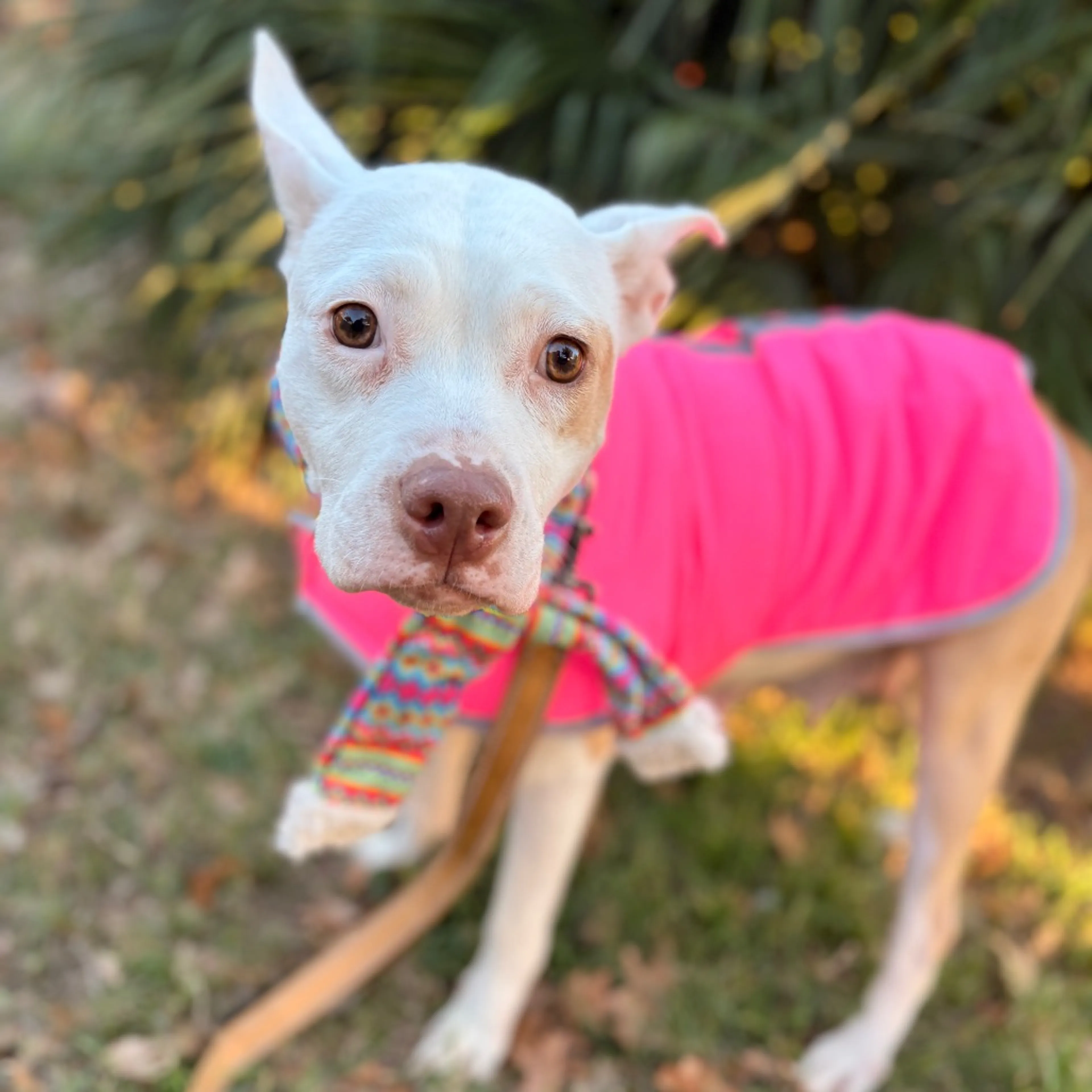 Found pet-2