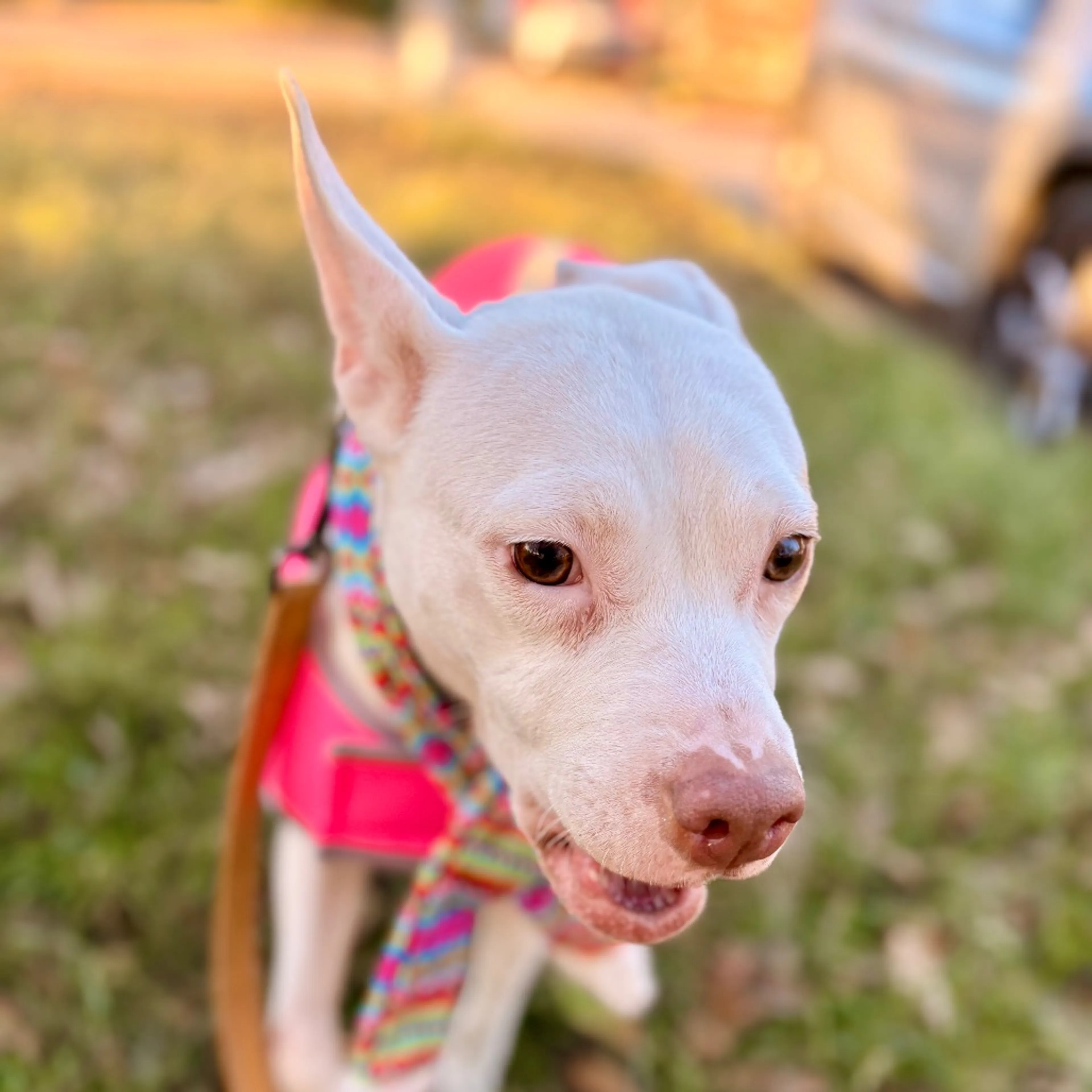 Found pet-3
