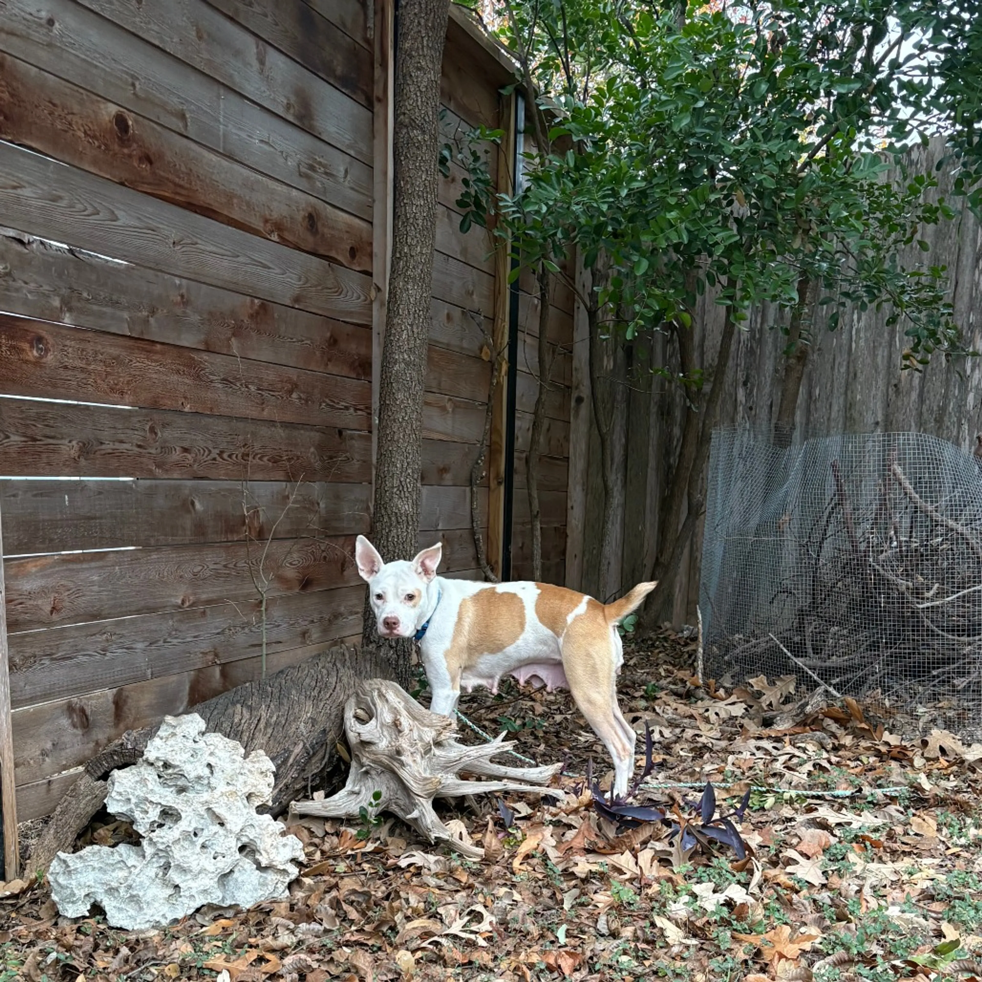 Found pet-7