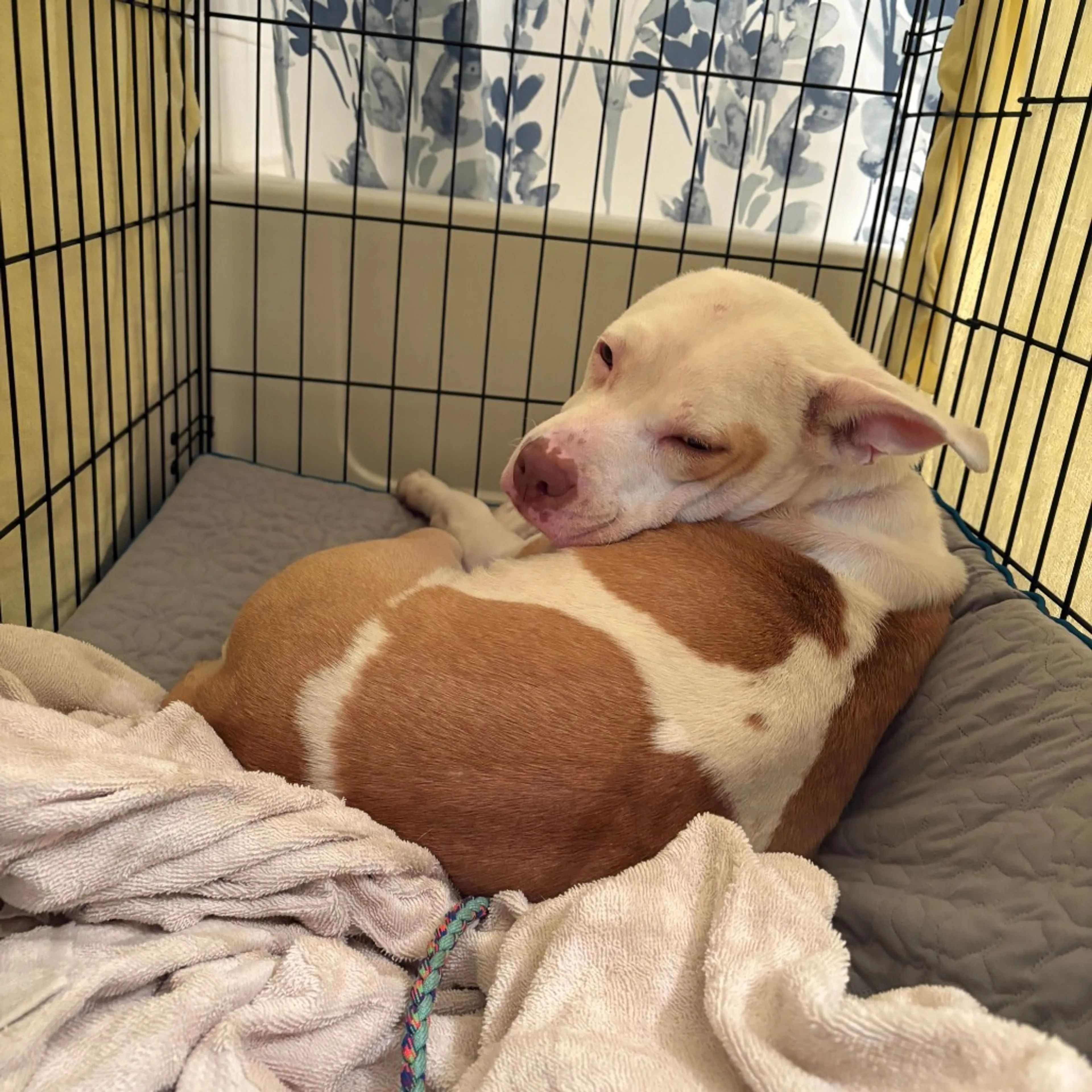 Found pet-8