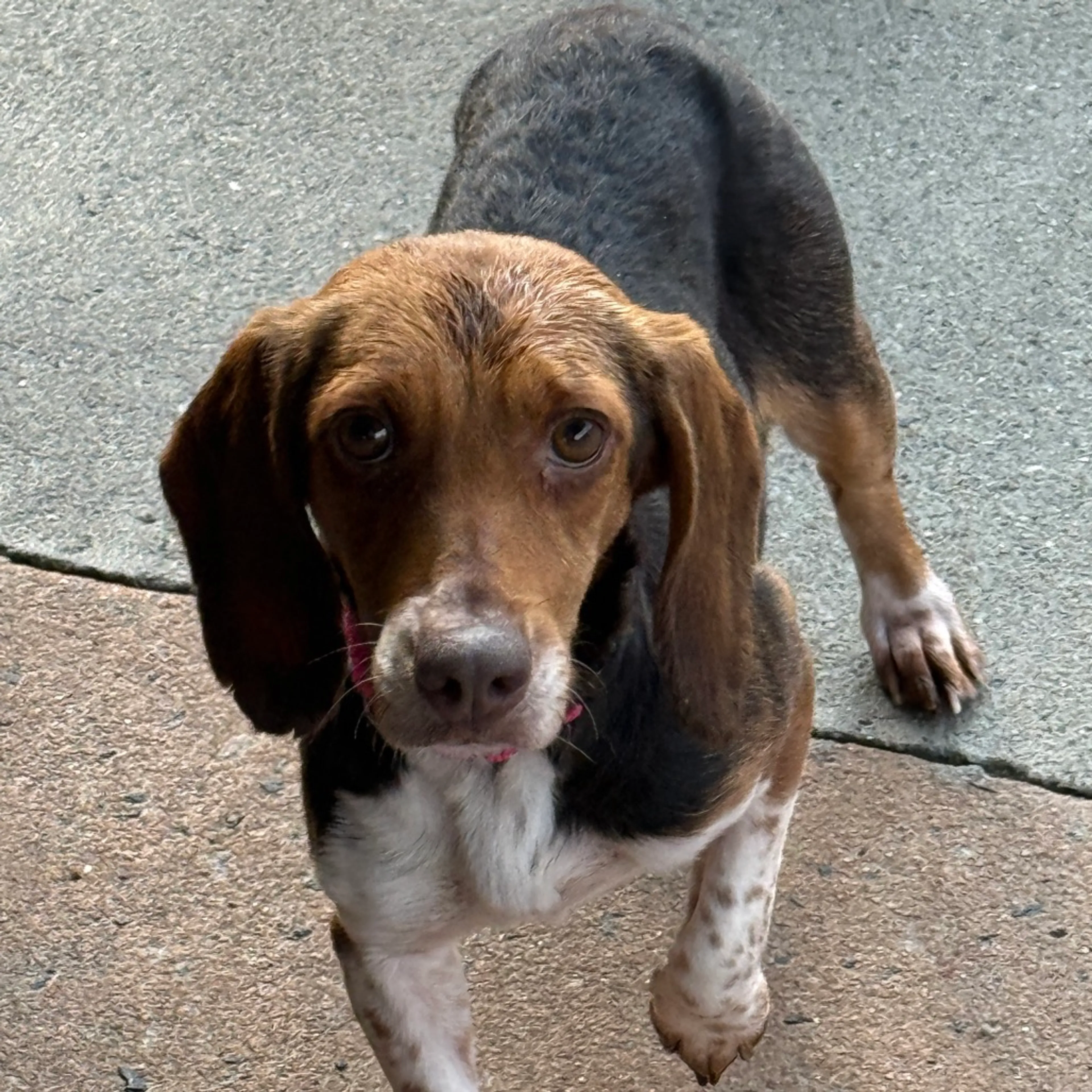 Found pet-1