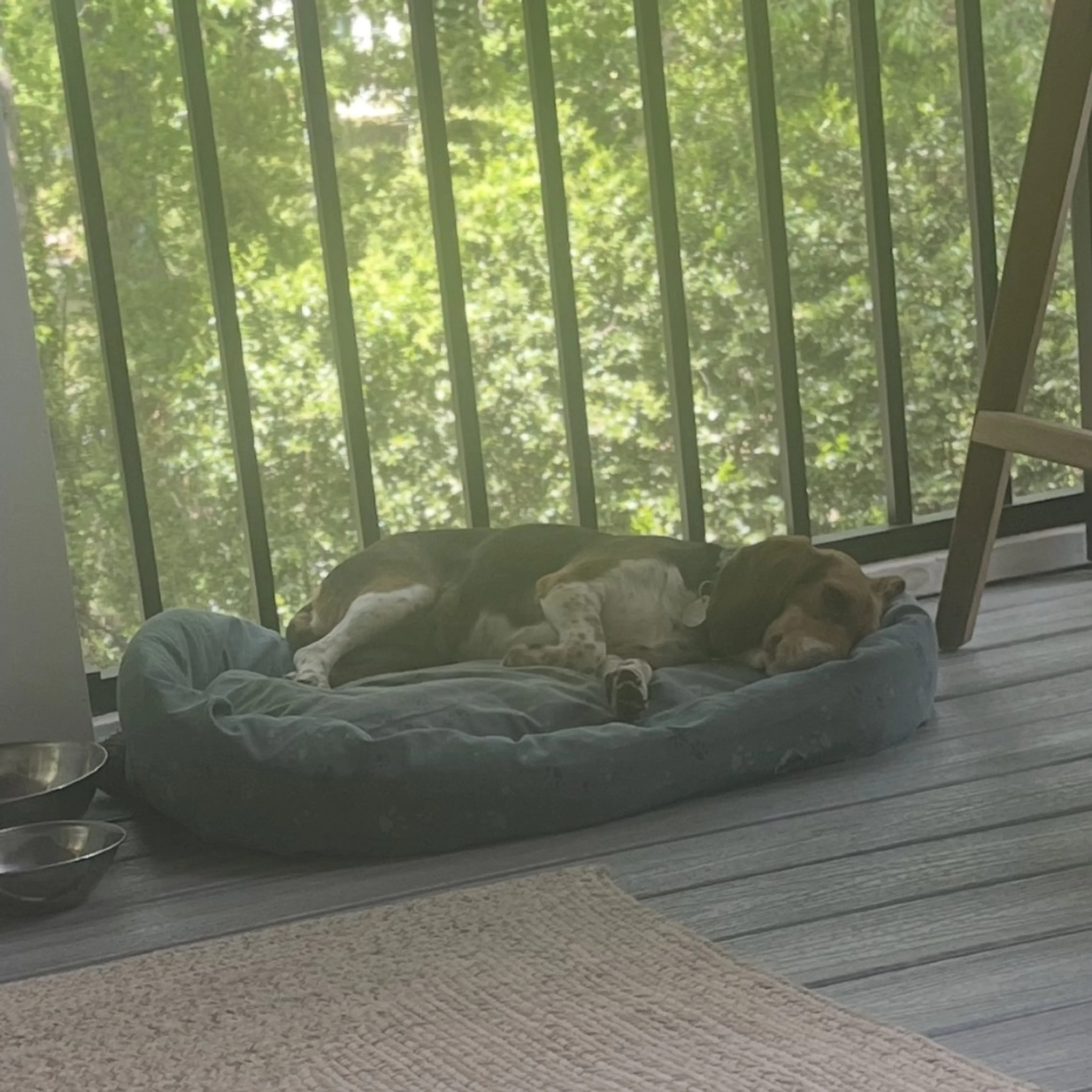 Found pet-4