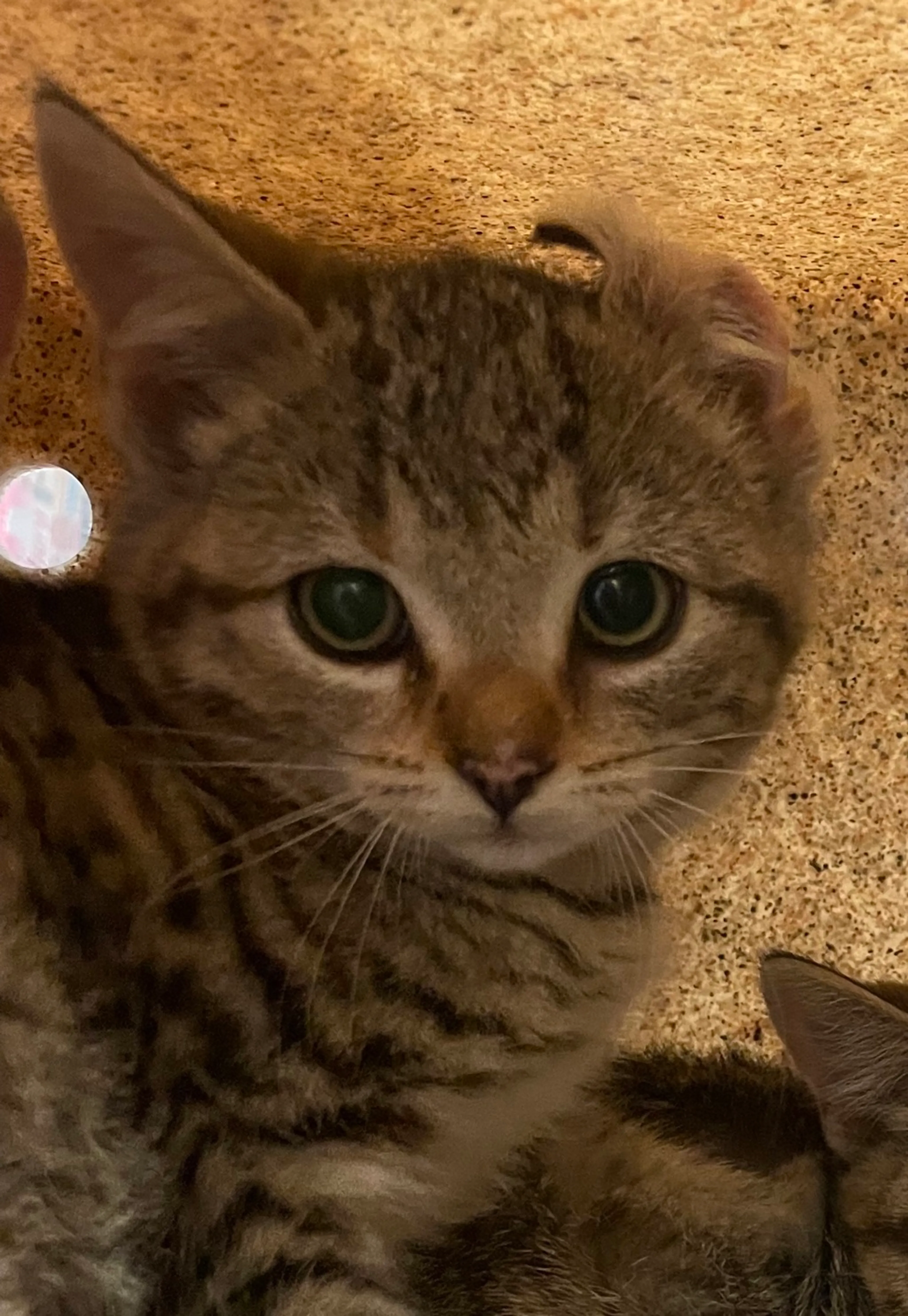 Found pet