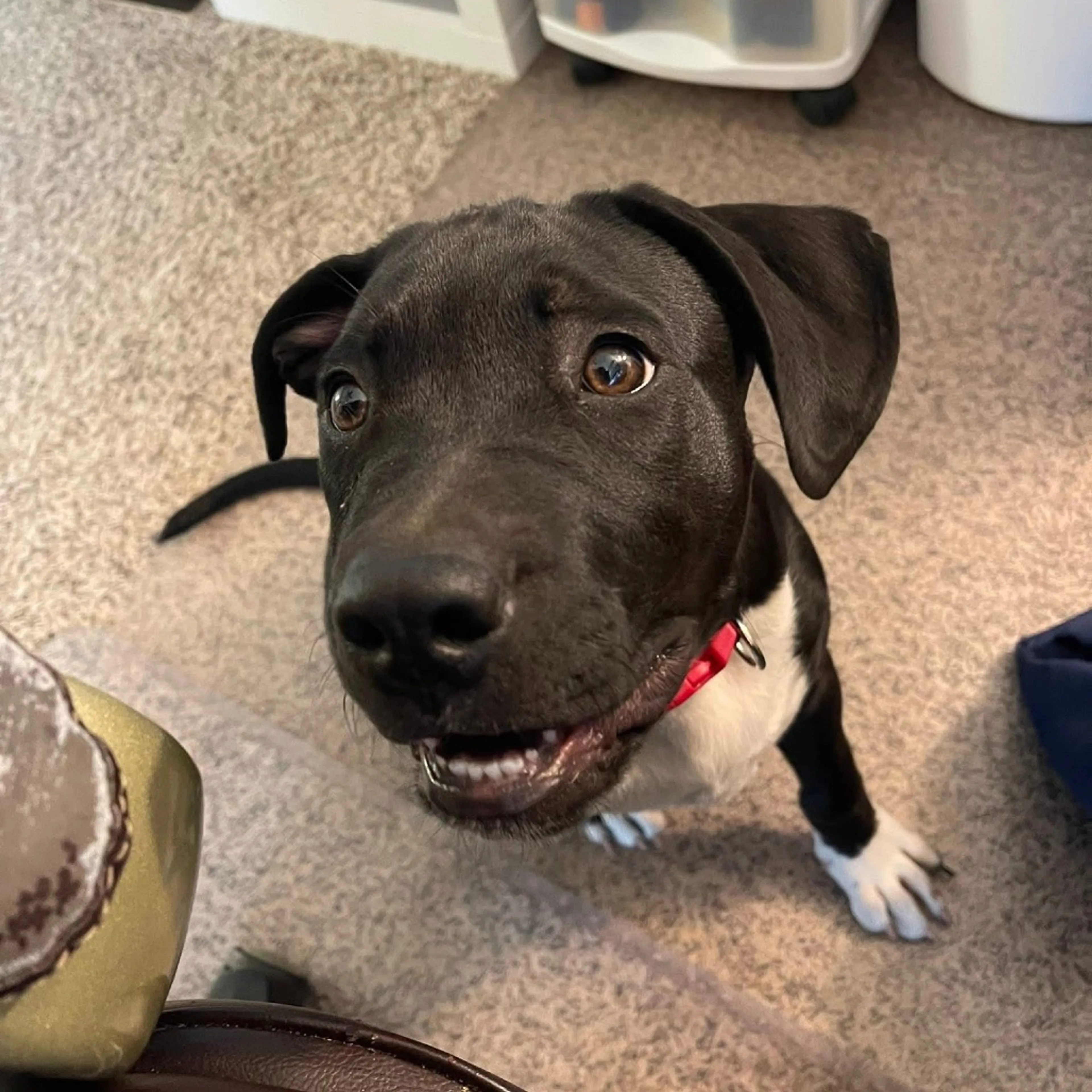 Found pet-2