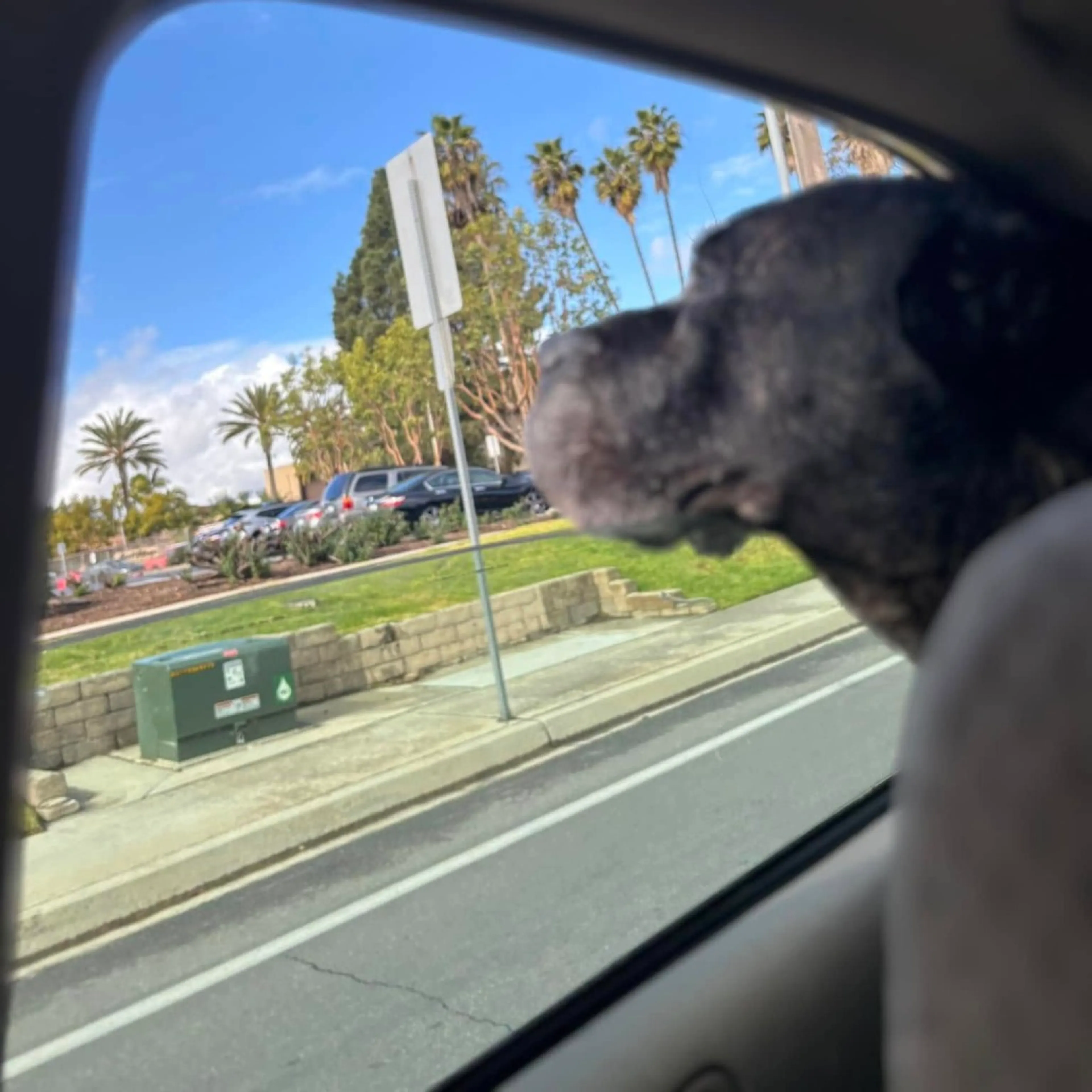Found pet-4