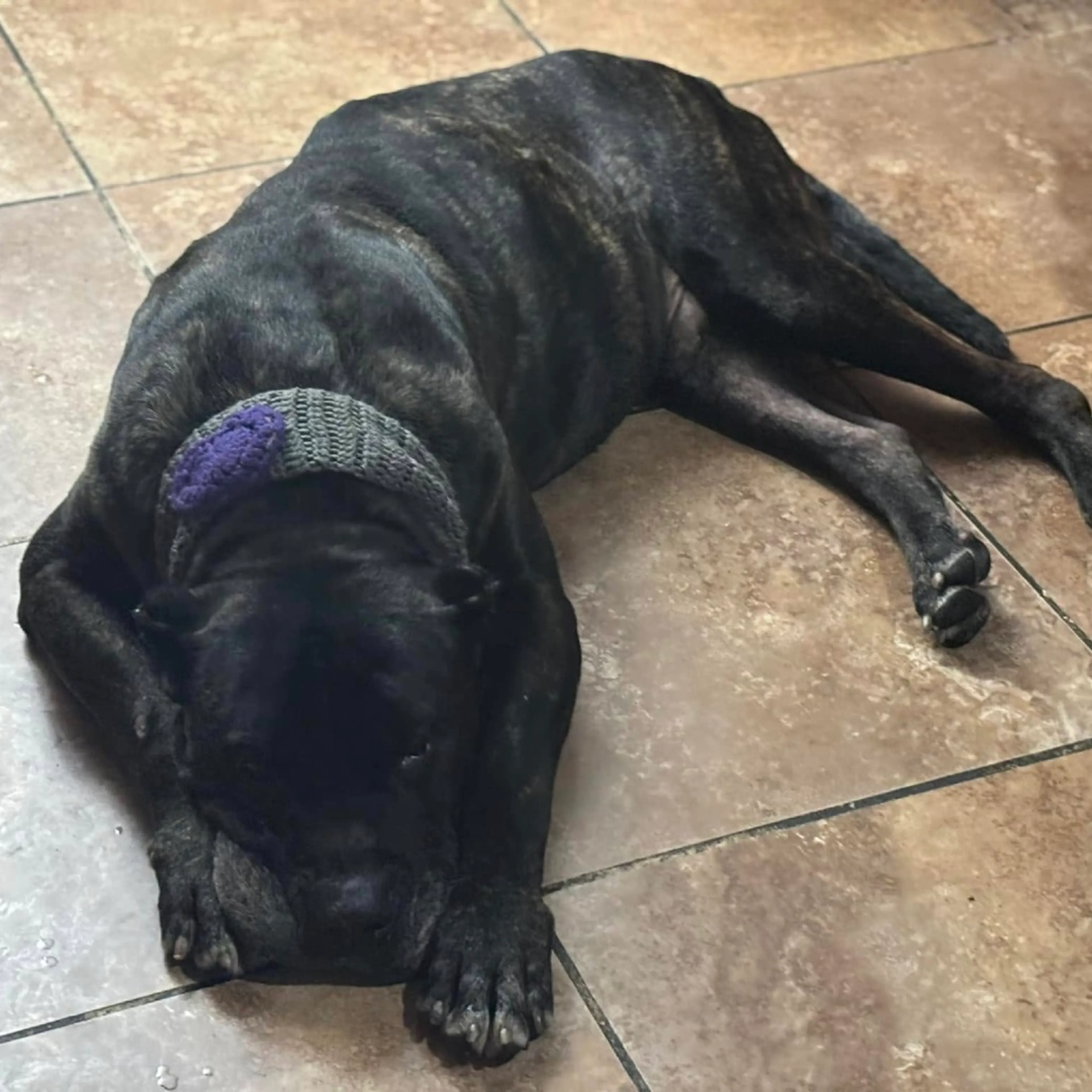 Found pet-3