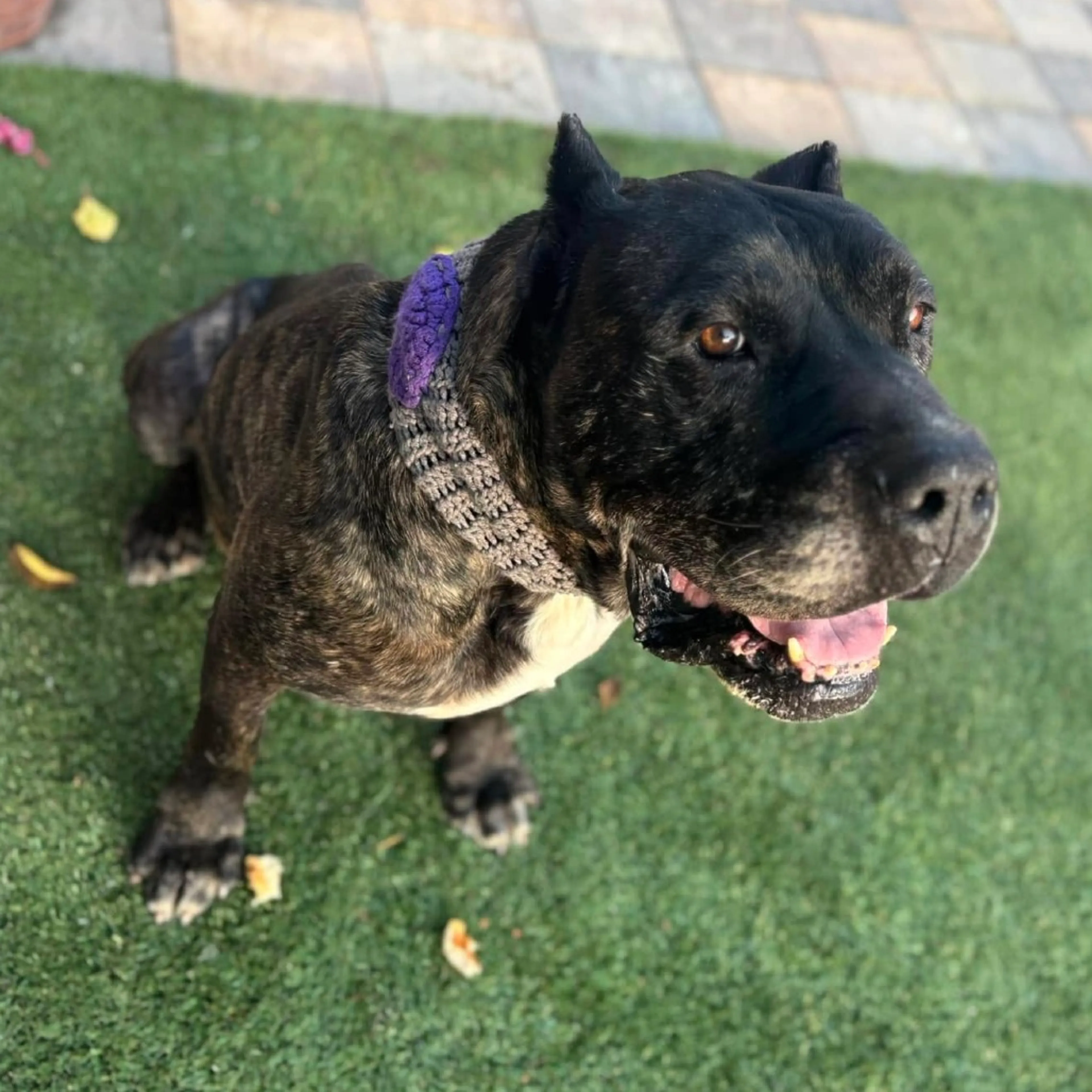 Found pet-2