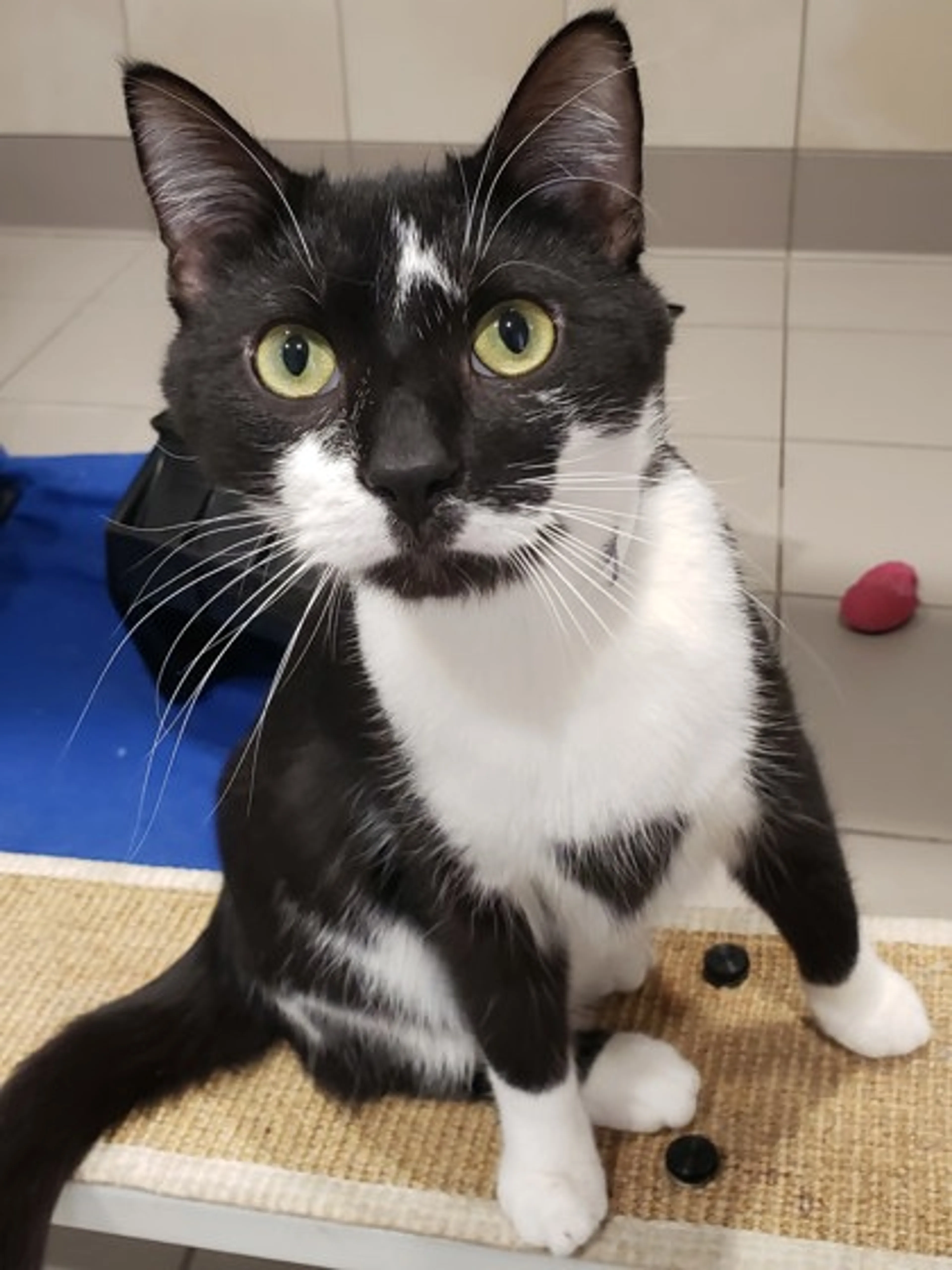 Found pet-2