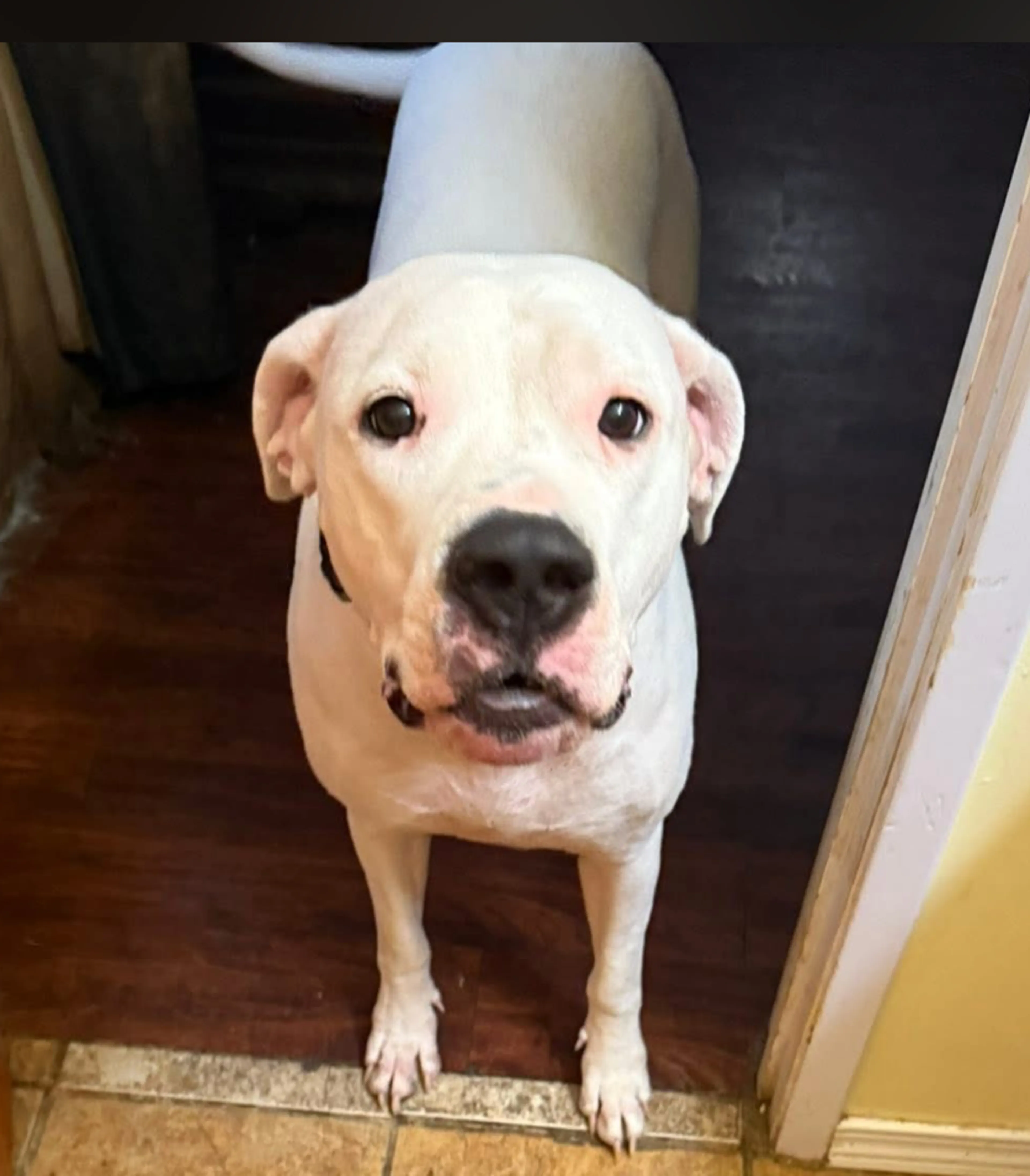 Found pet-2