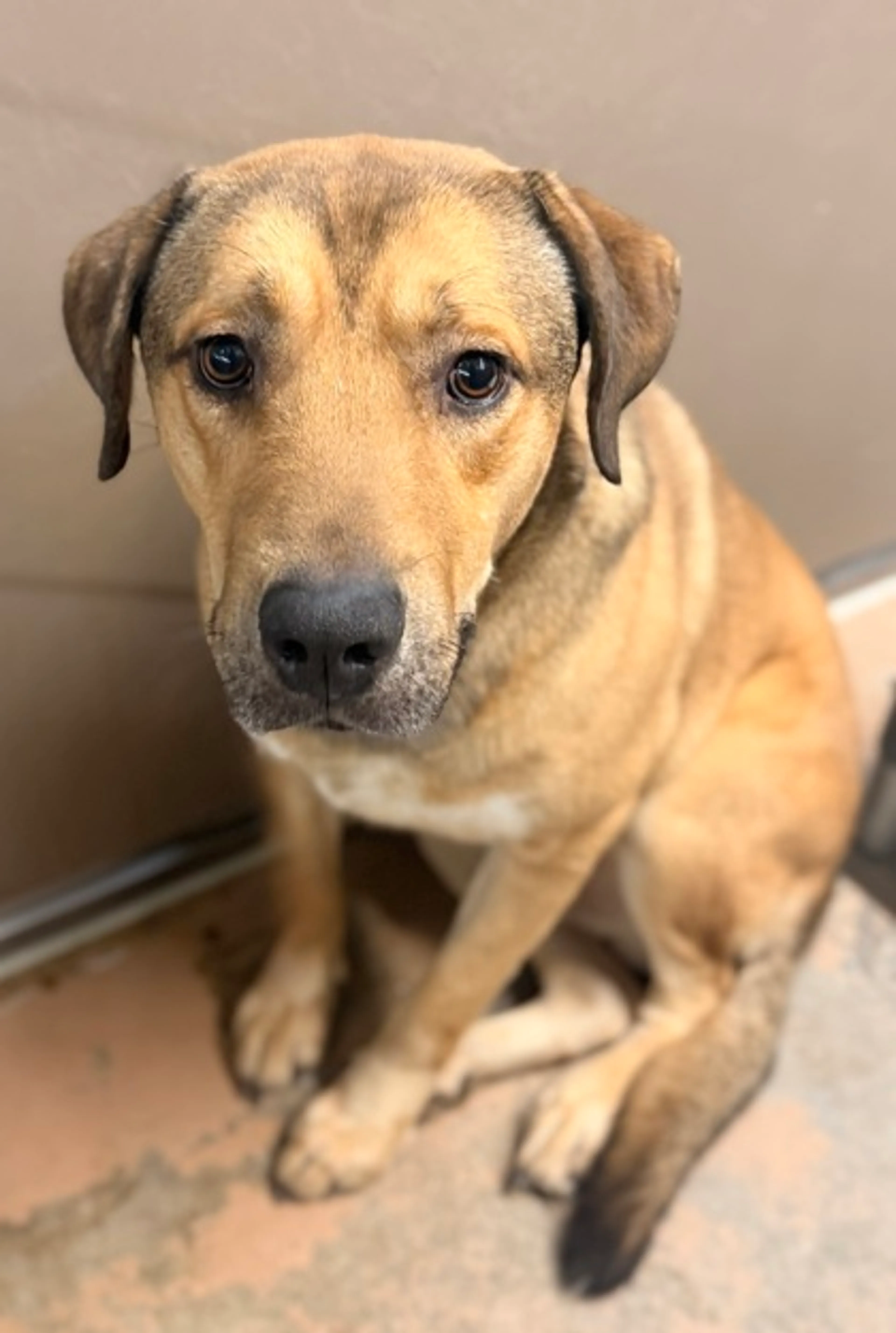 Found pet