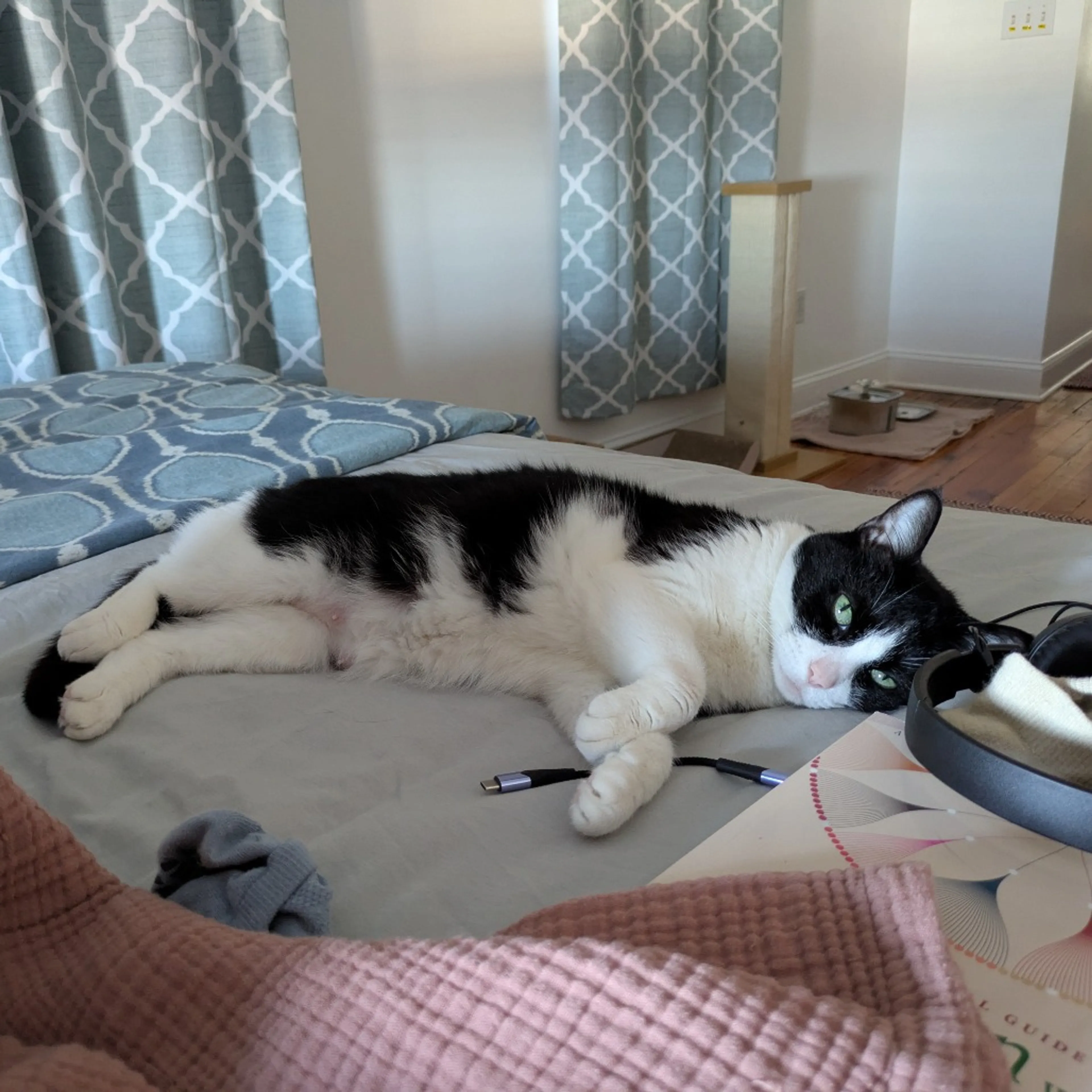 Found pet-6