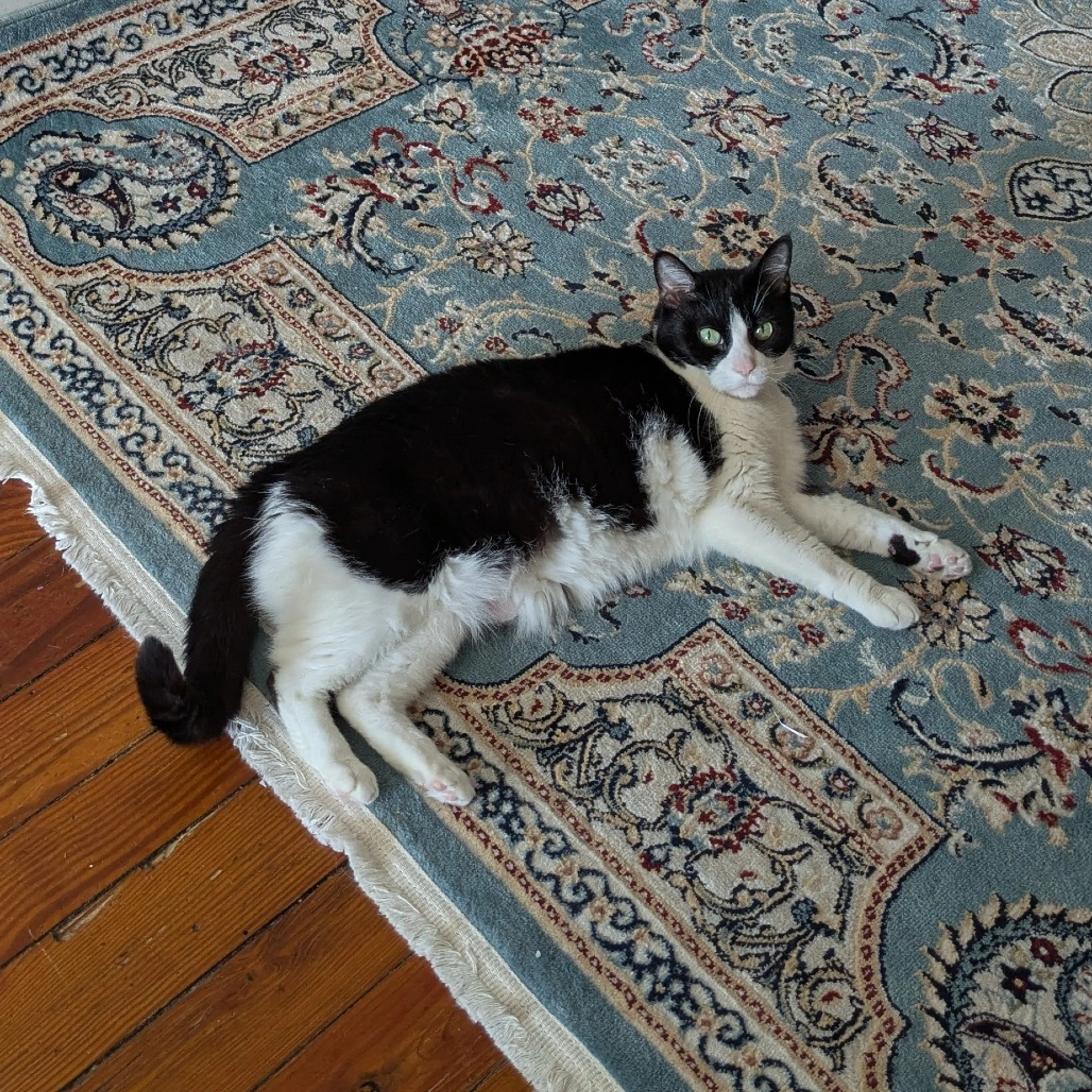 Found pet-5