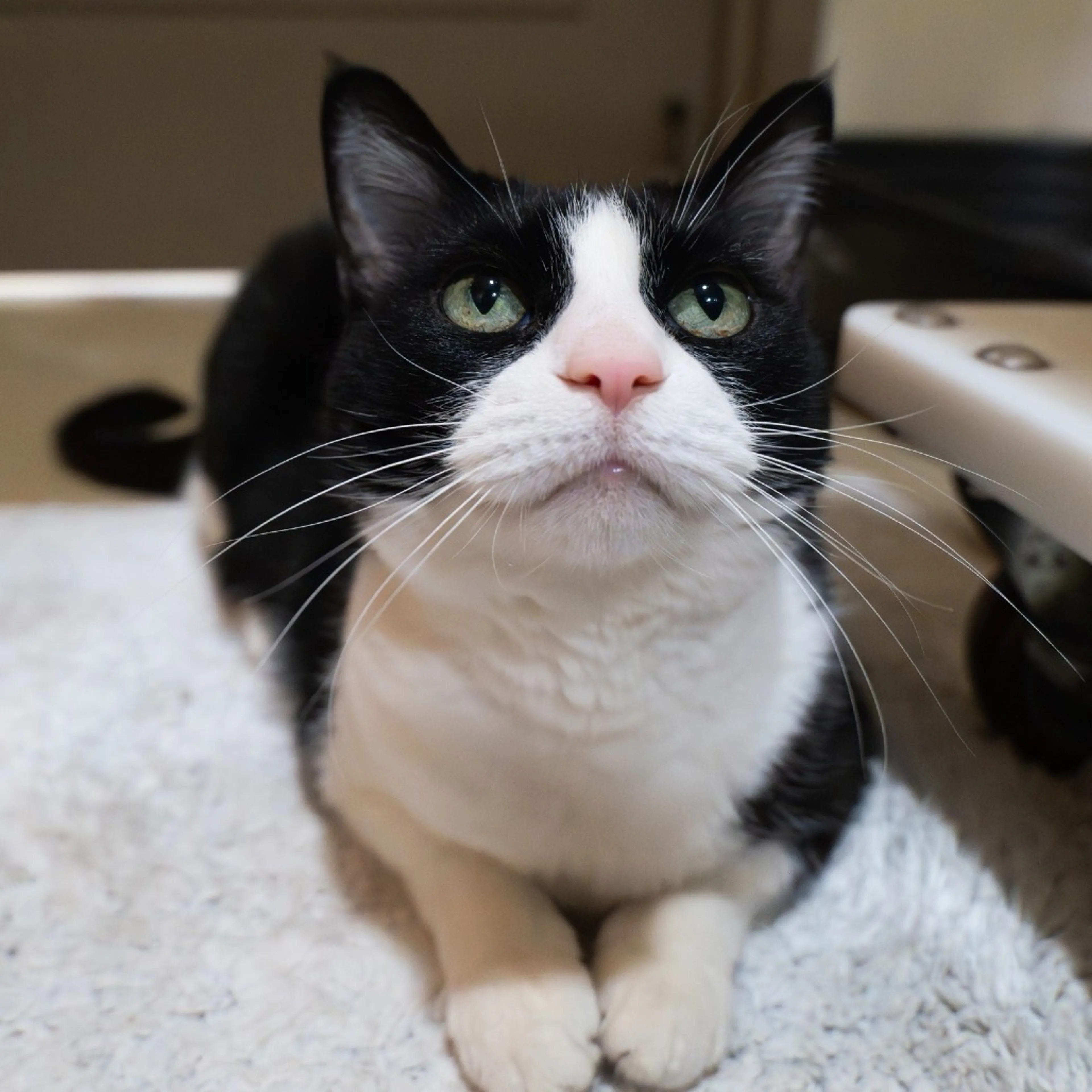 Found pet-4