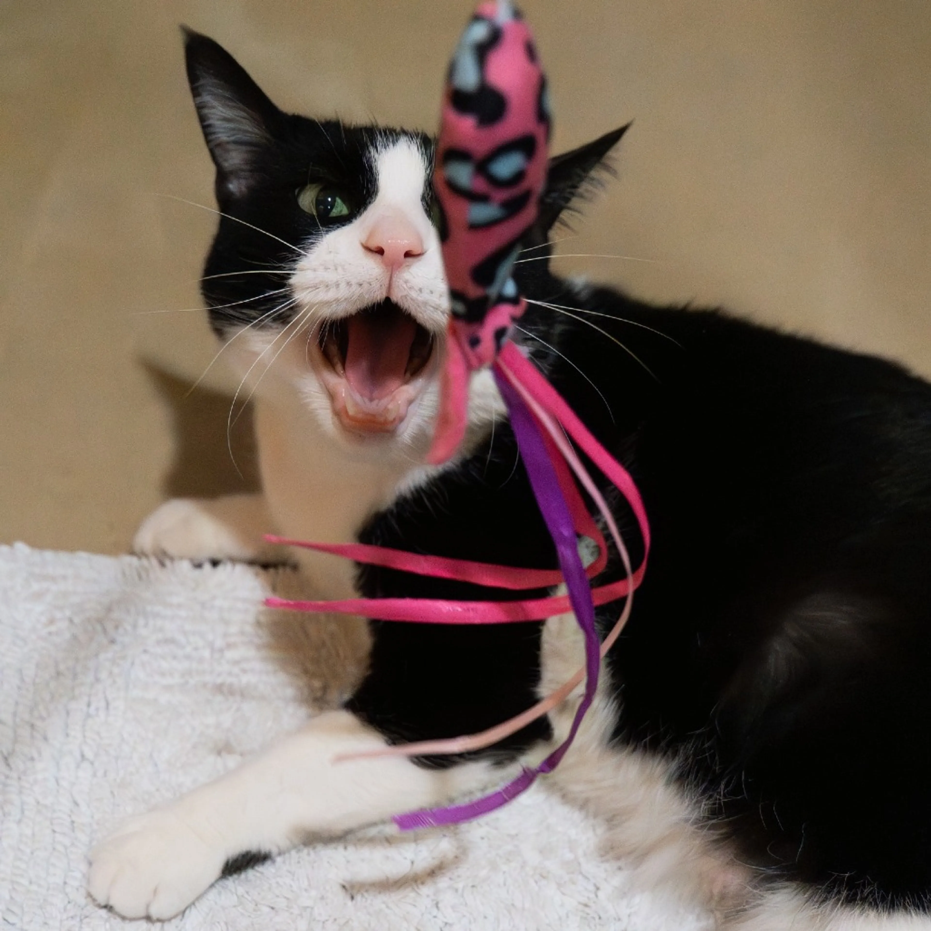 Found pet-2
