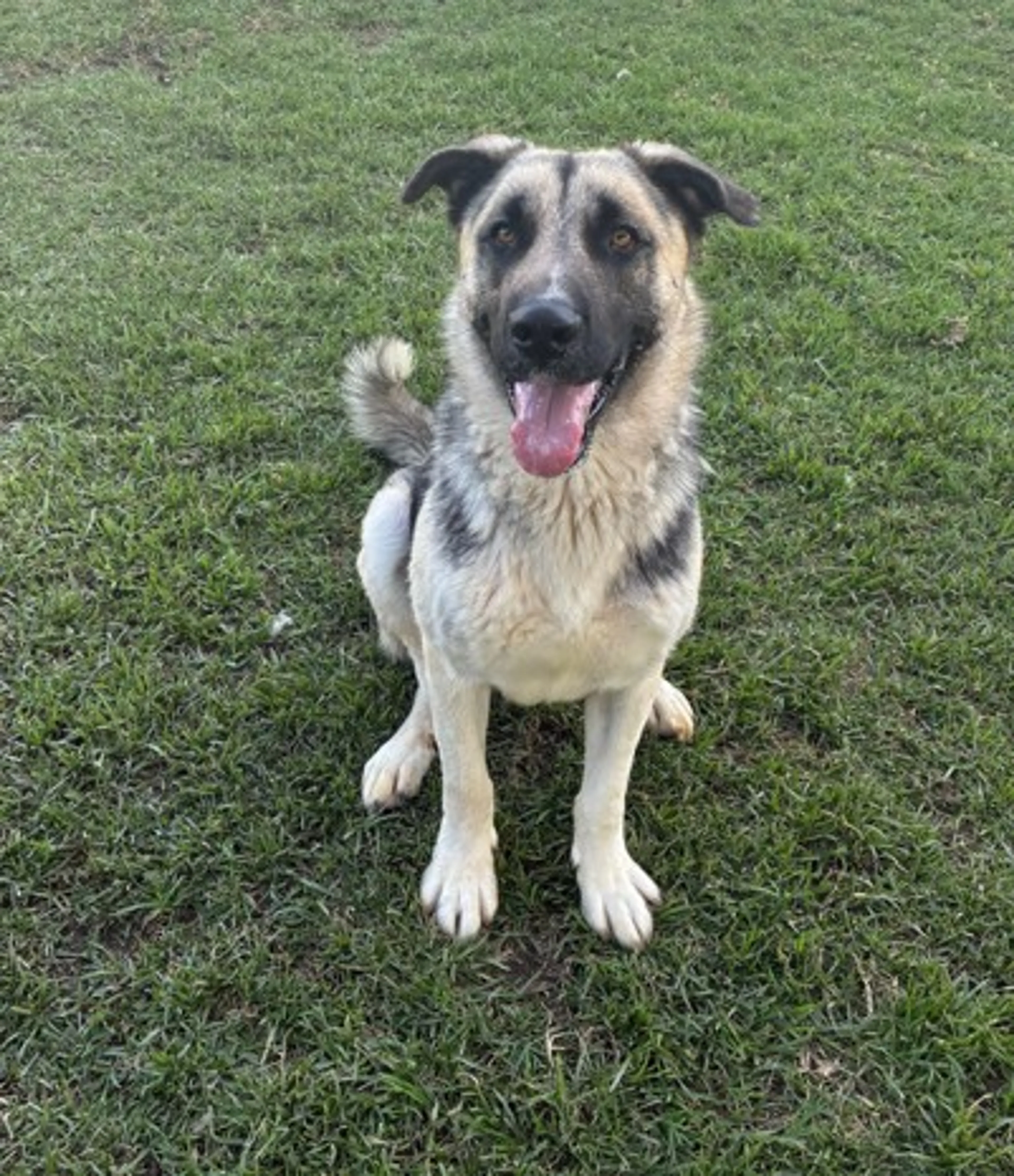 Found pet