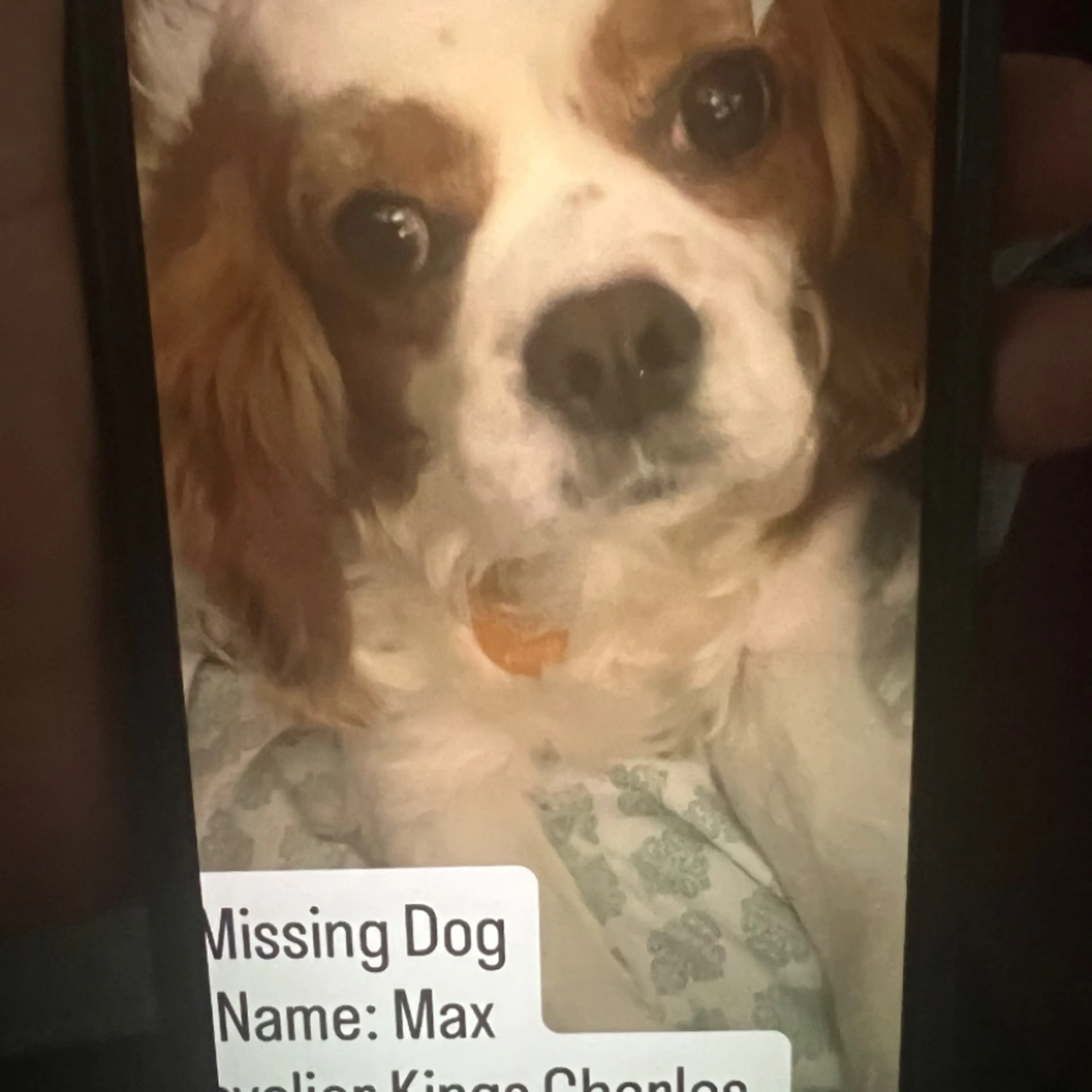 Lost pet