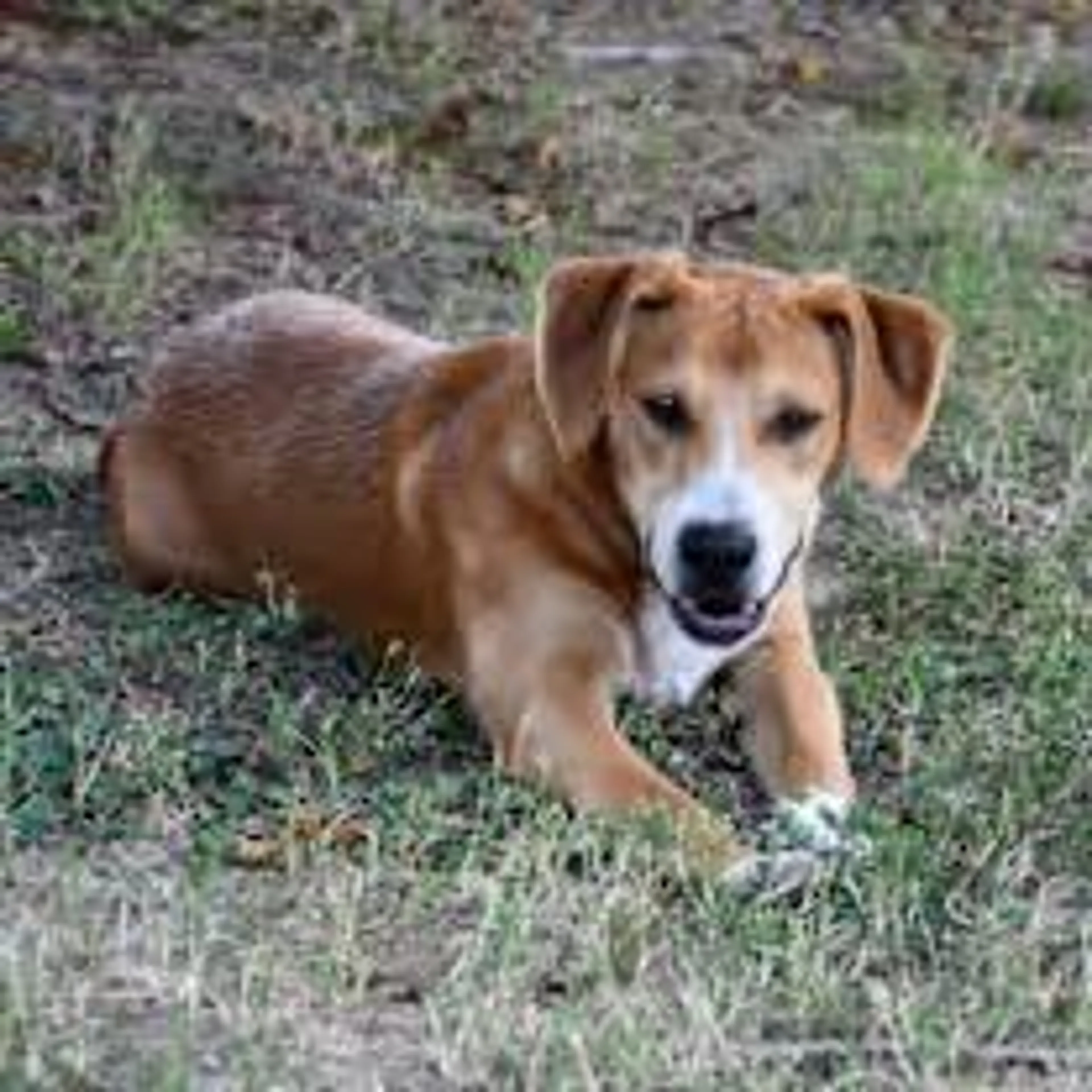 Found pet-2