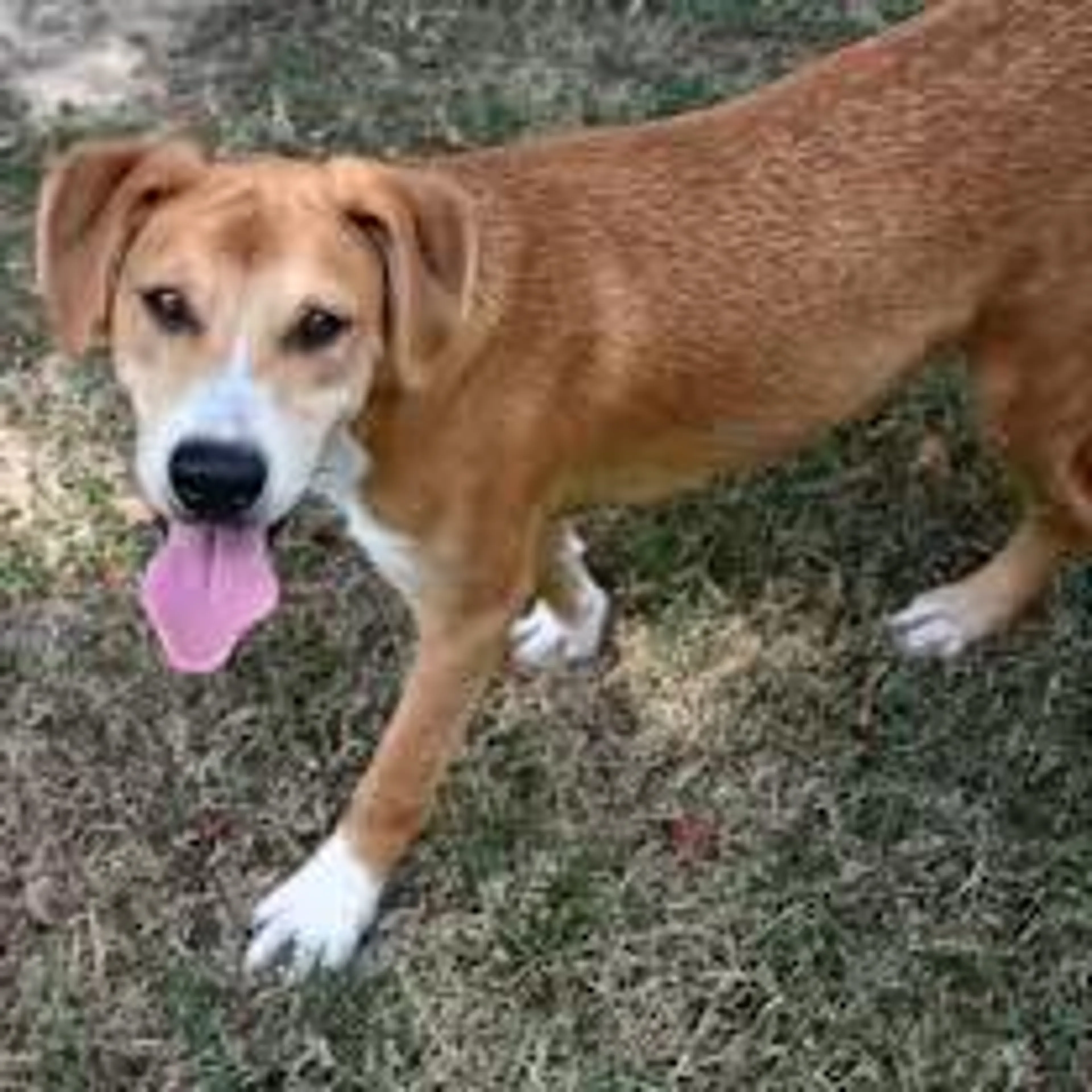 Found pet-3