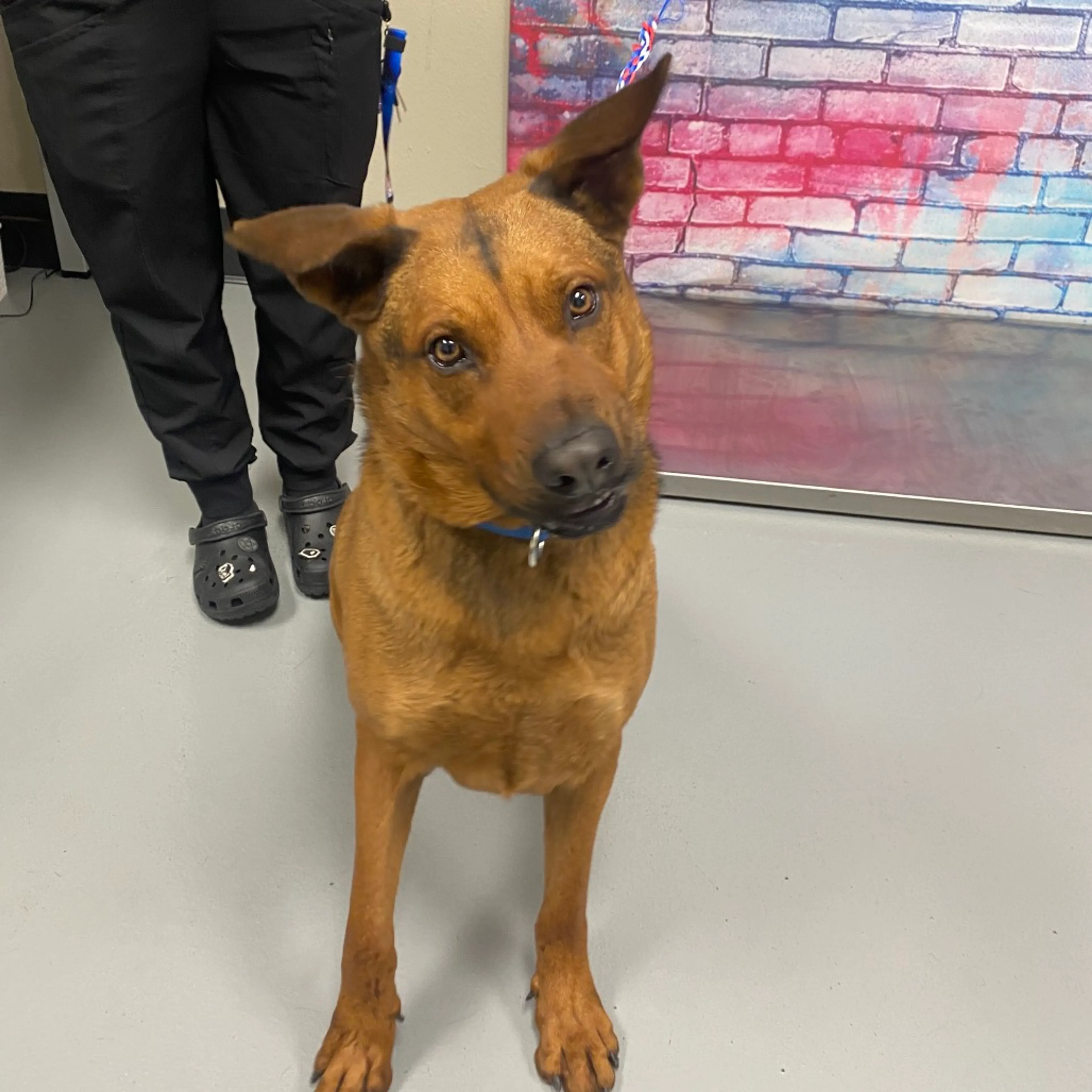 Found pet-1