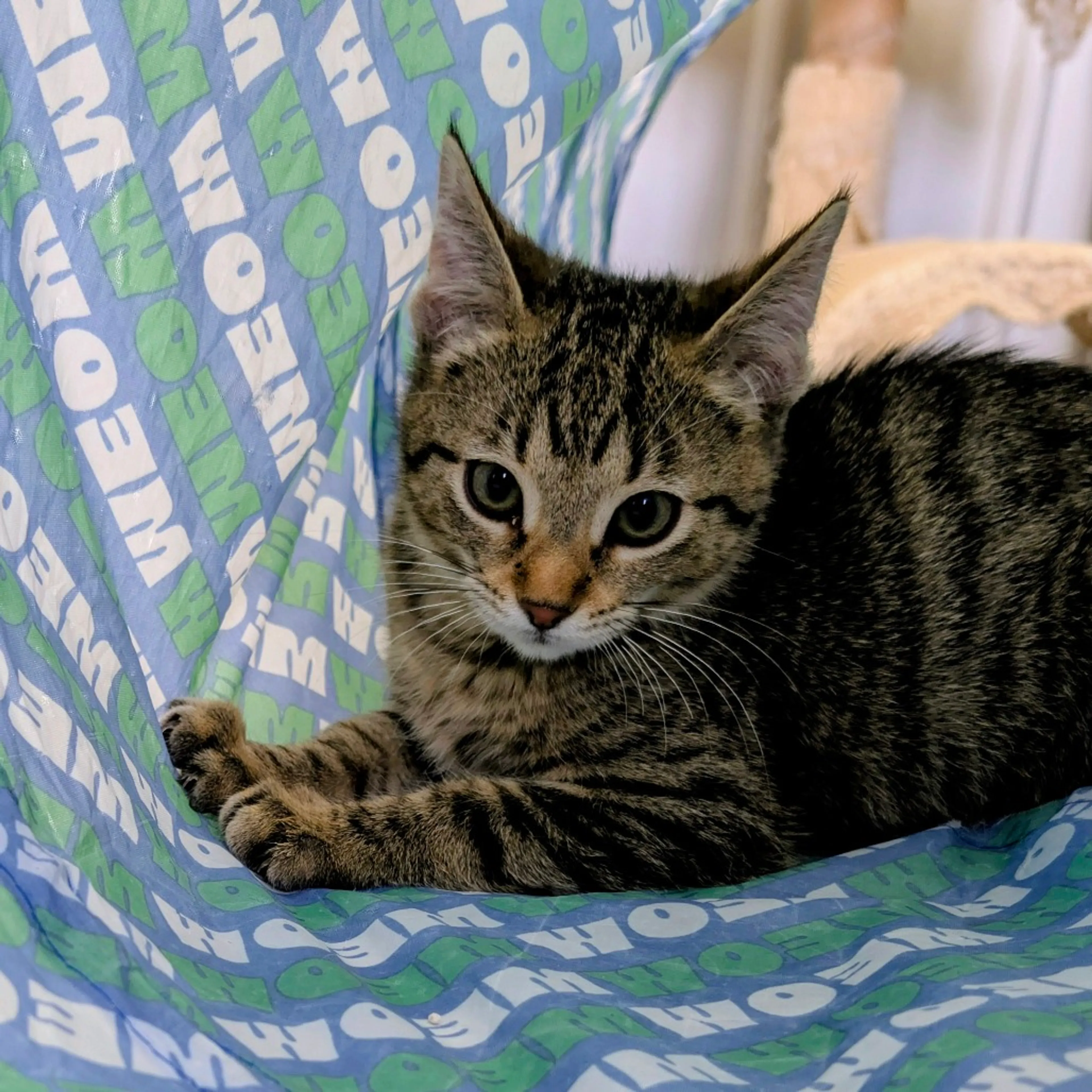 Found pet-1