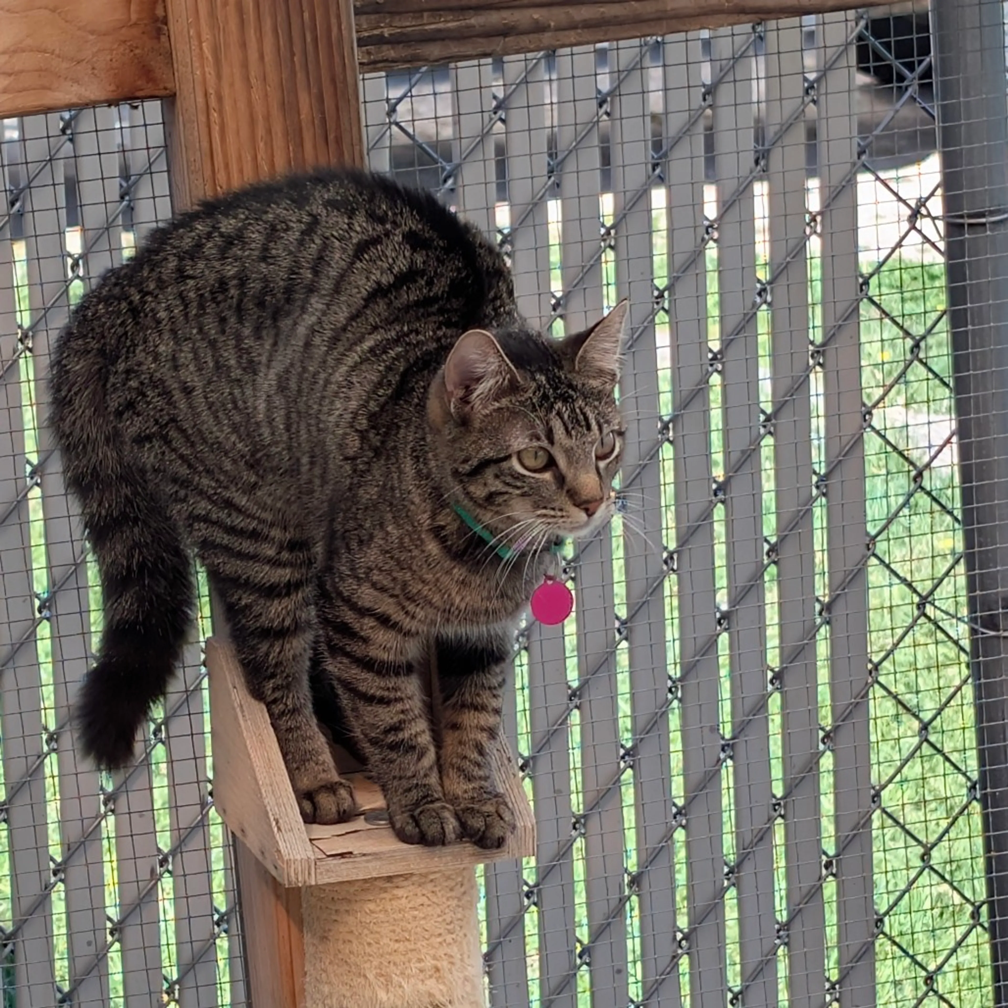 Found pet