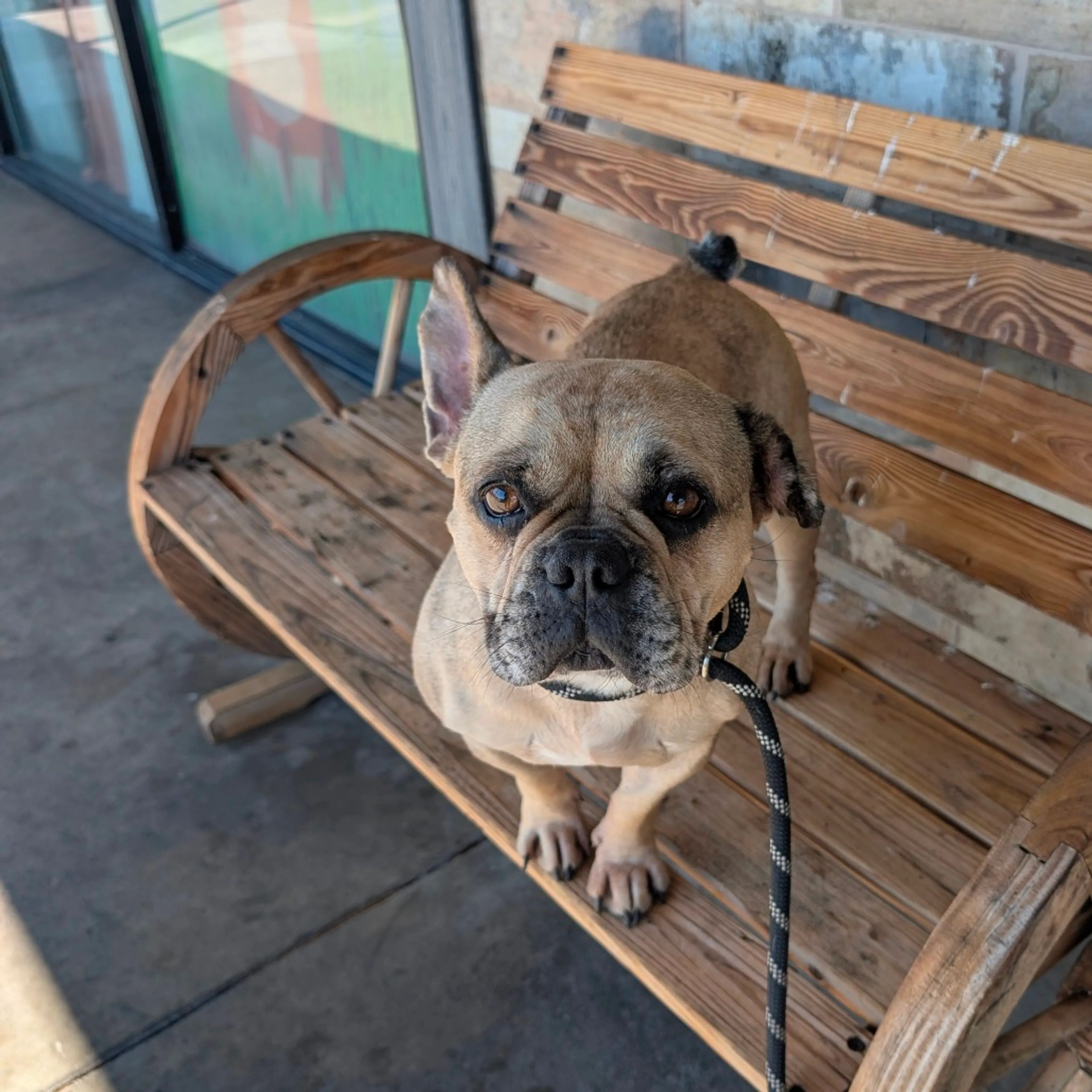 Found pet-6