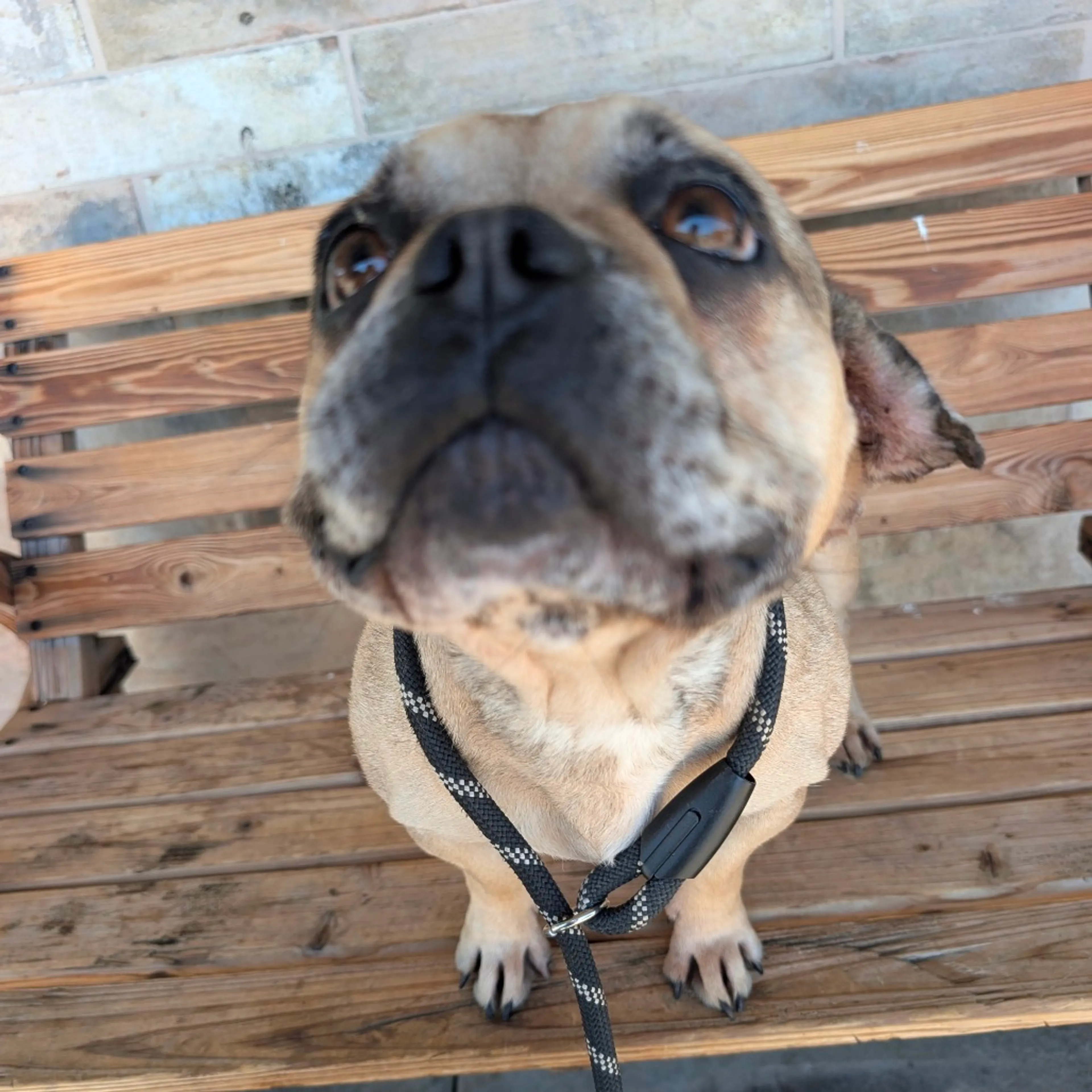 Found pet-7