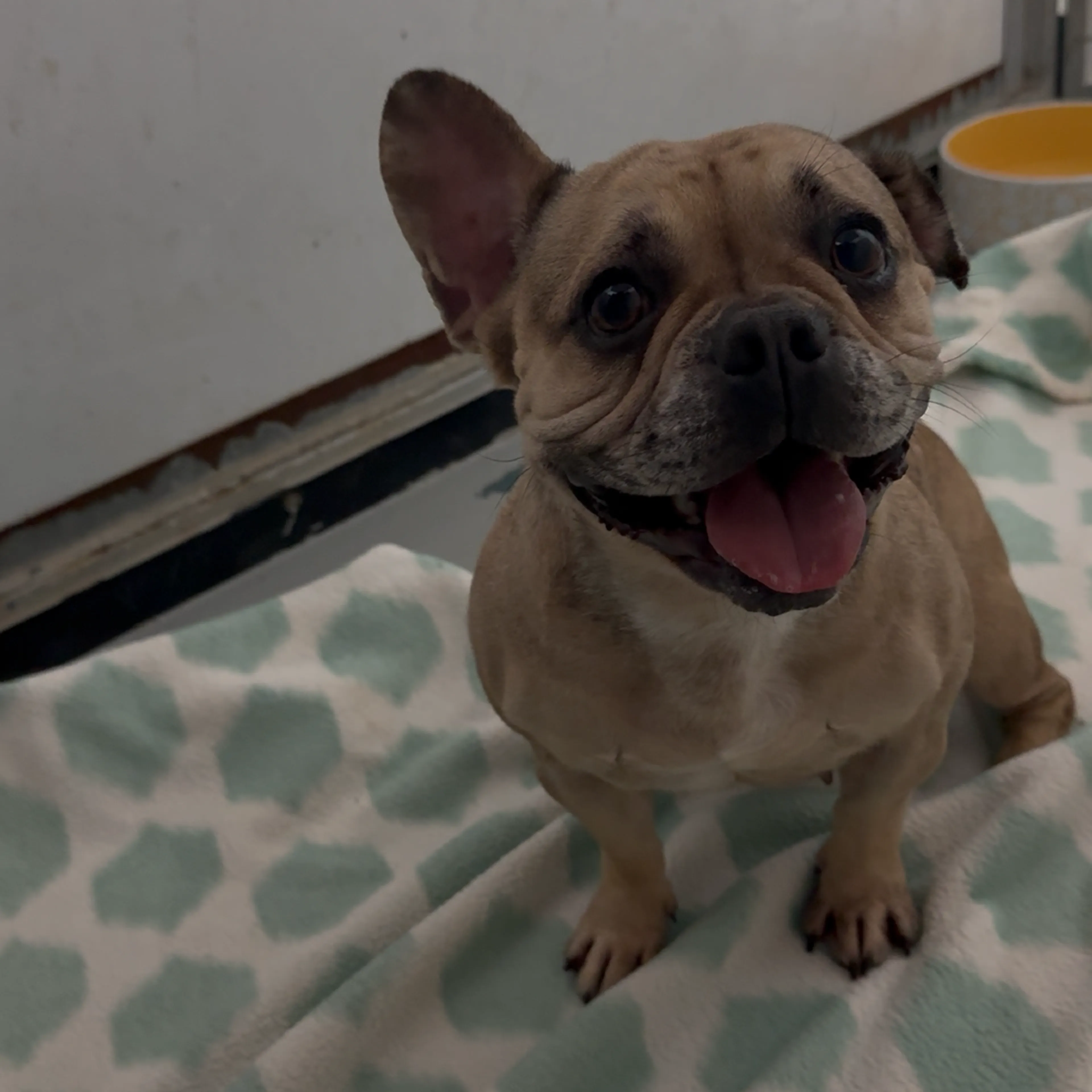Found pet-3