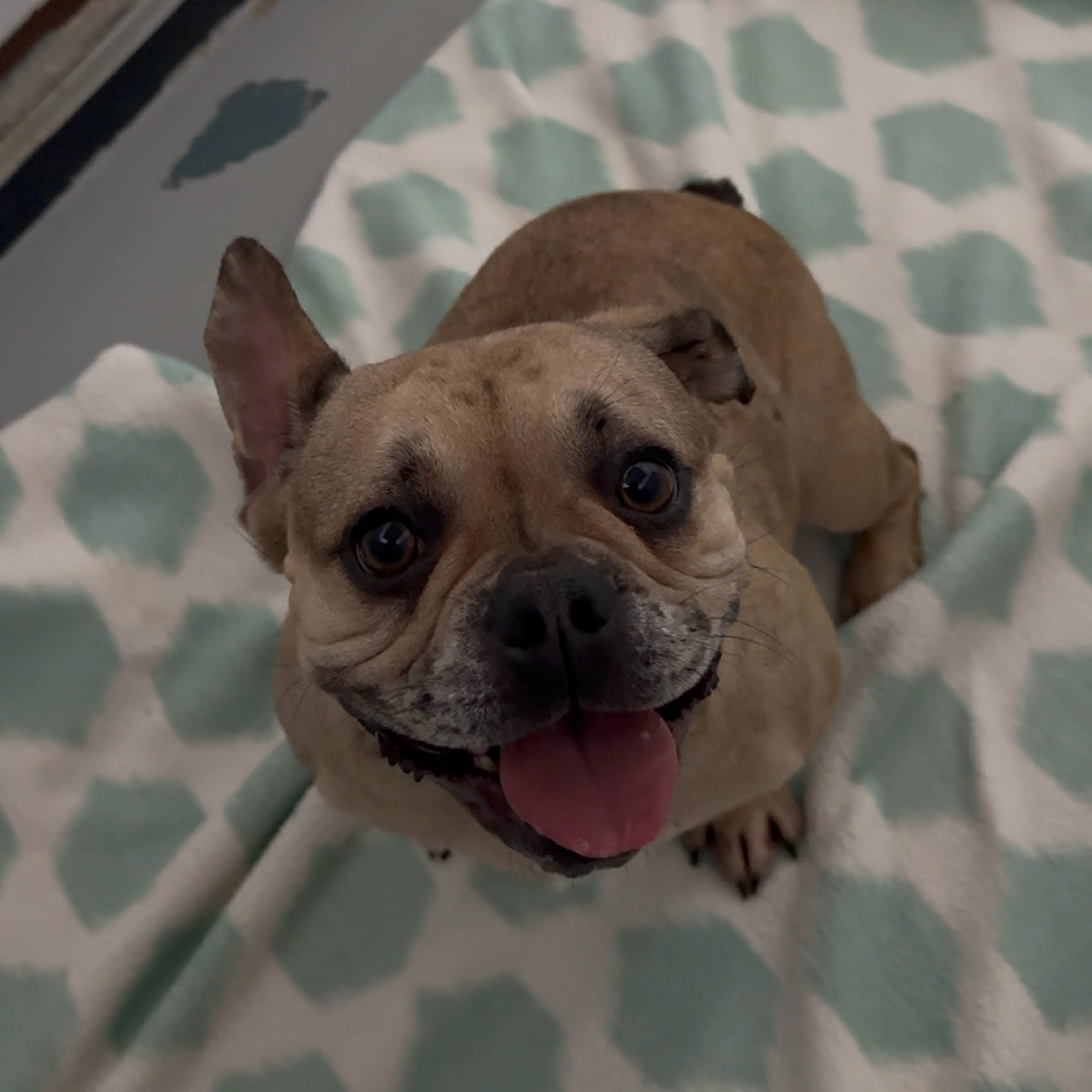 Found pet-2
