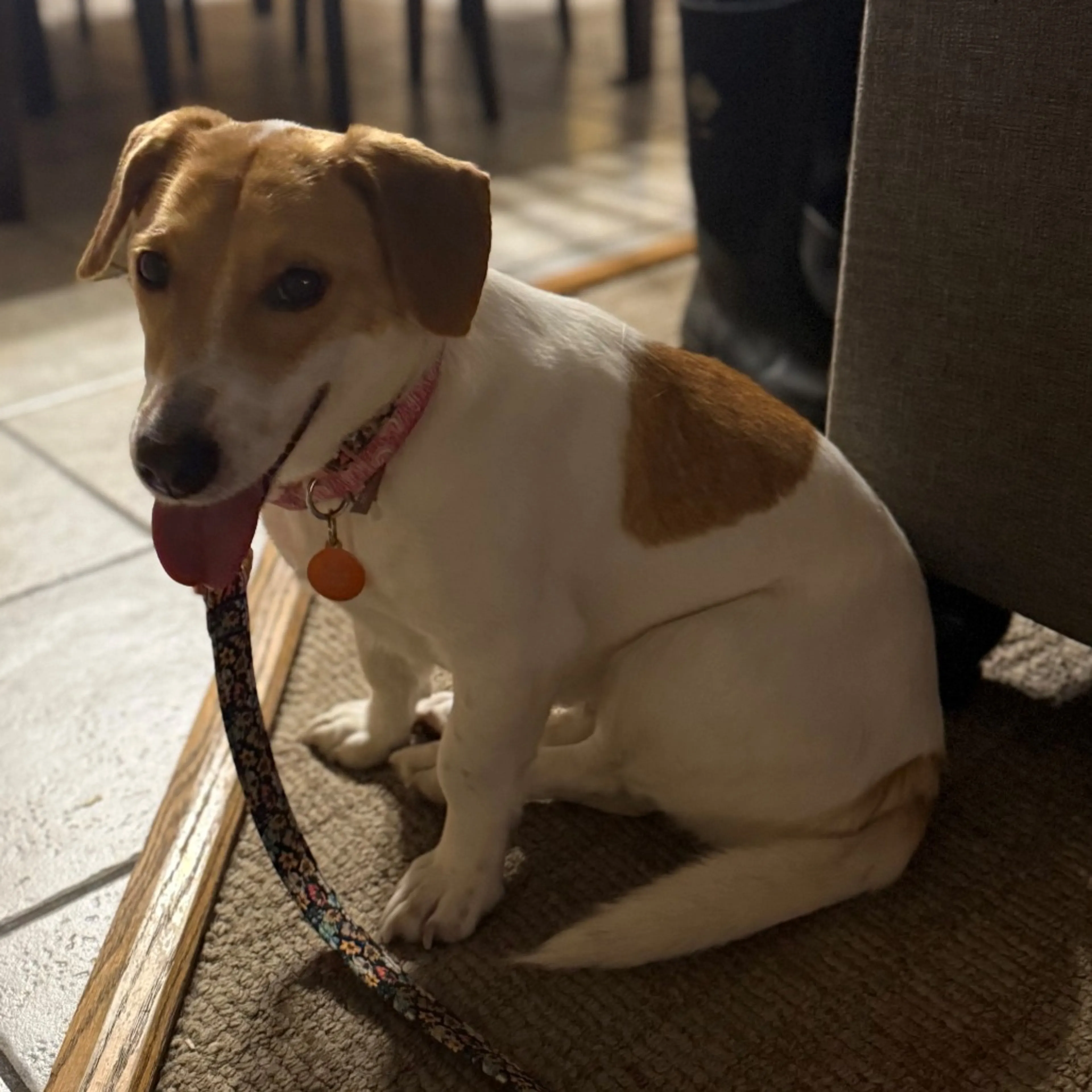 Found pet-0