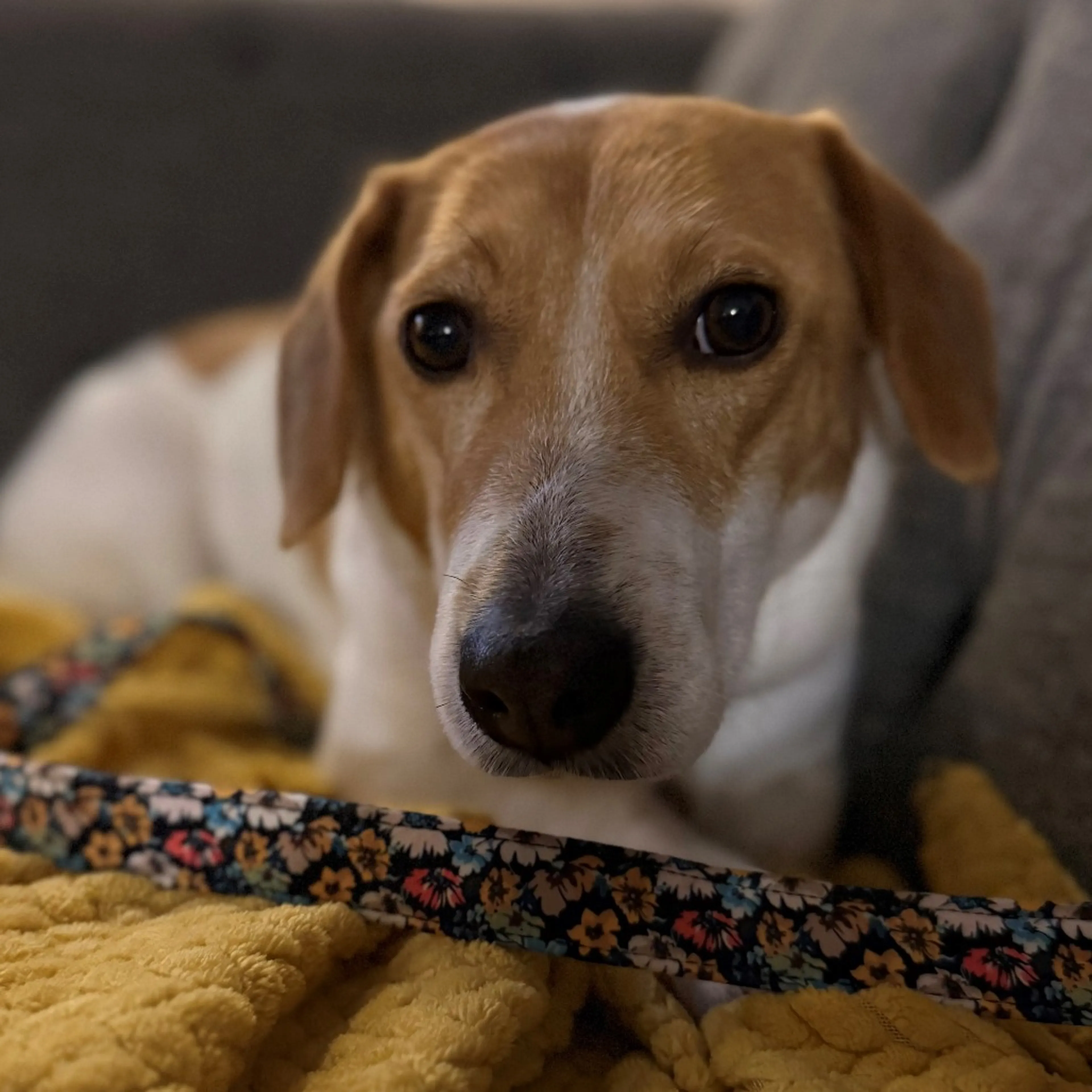 Found pet-1