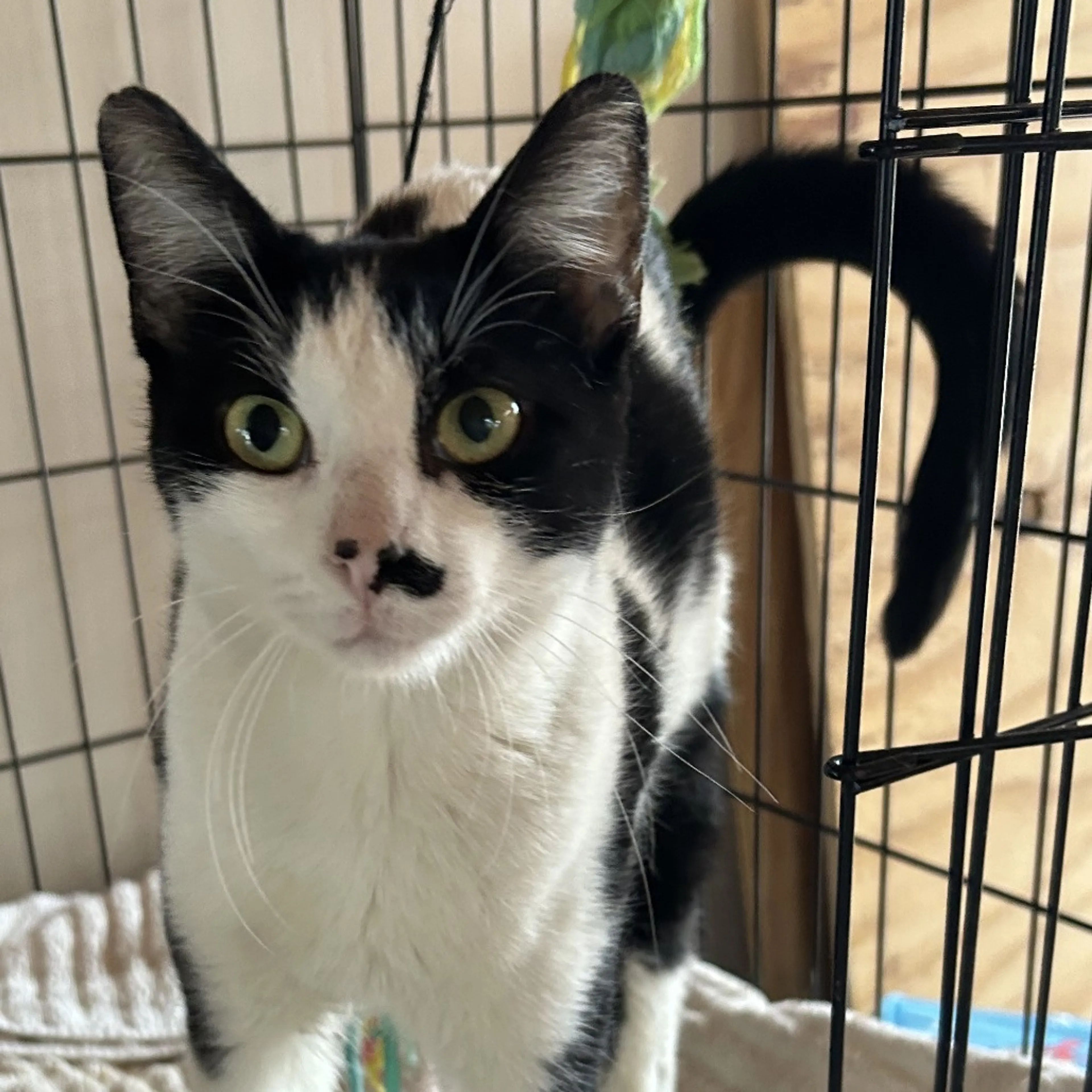 Found pet-1