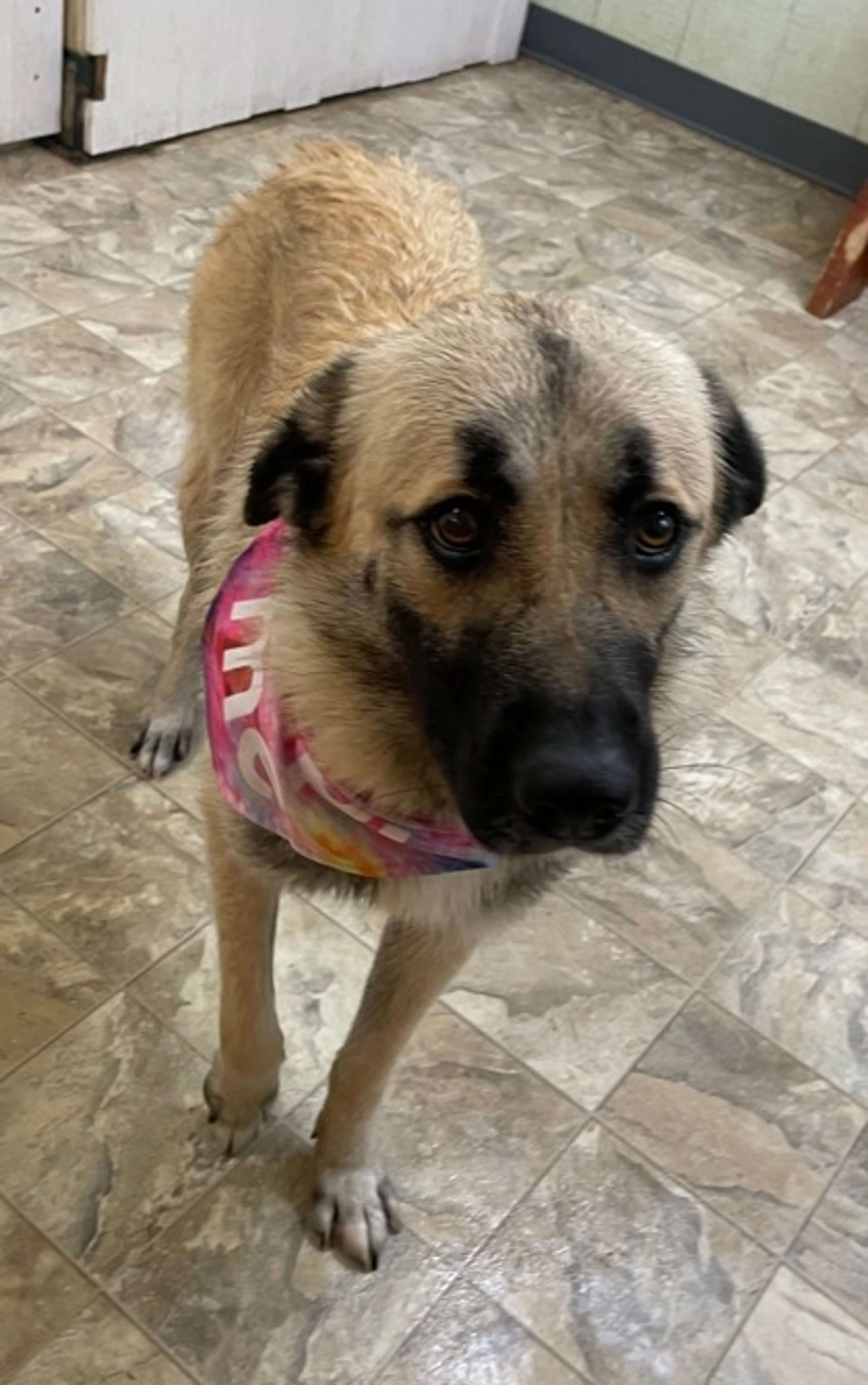 Found pet