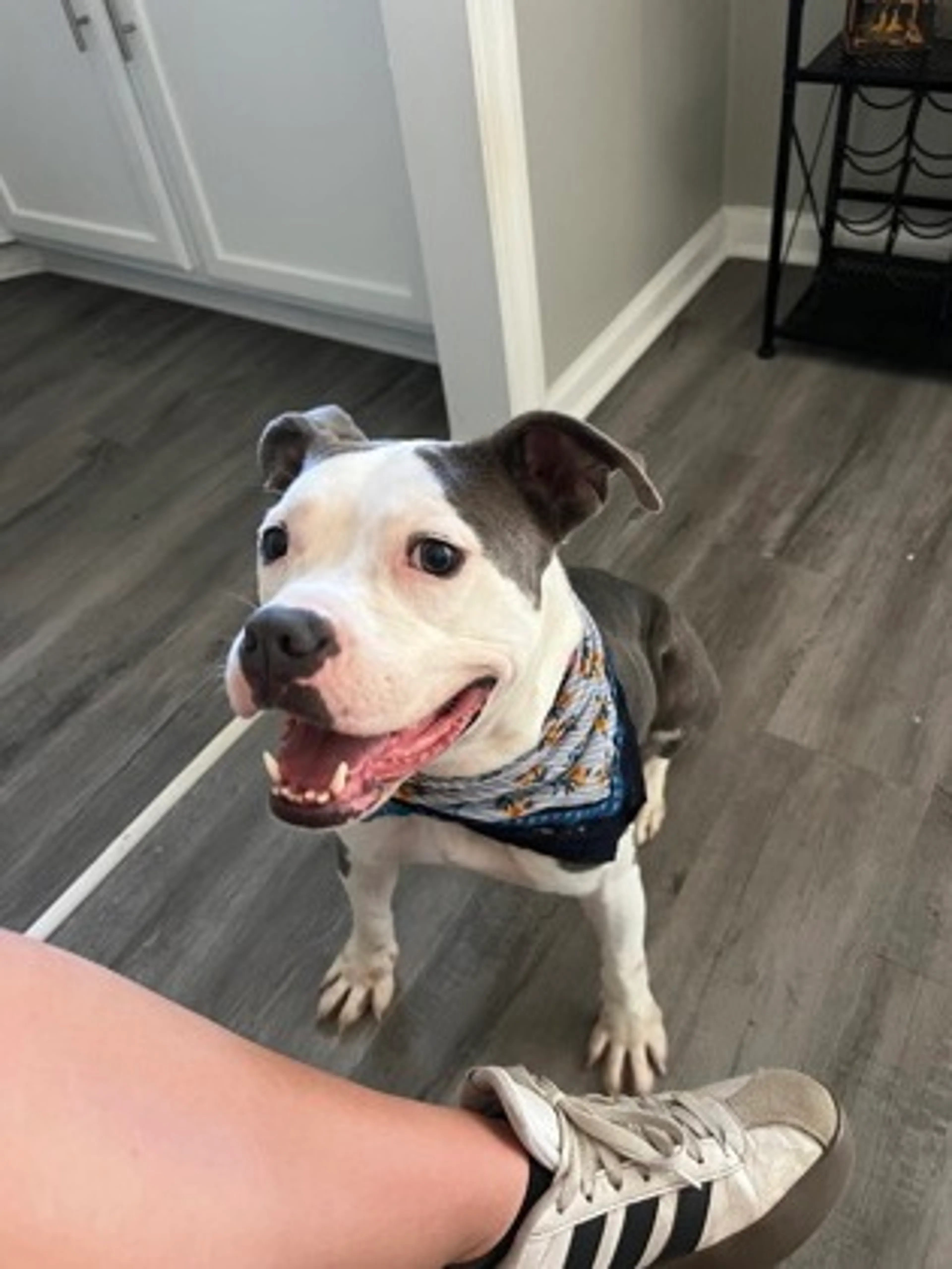 Found pet