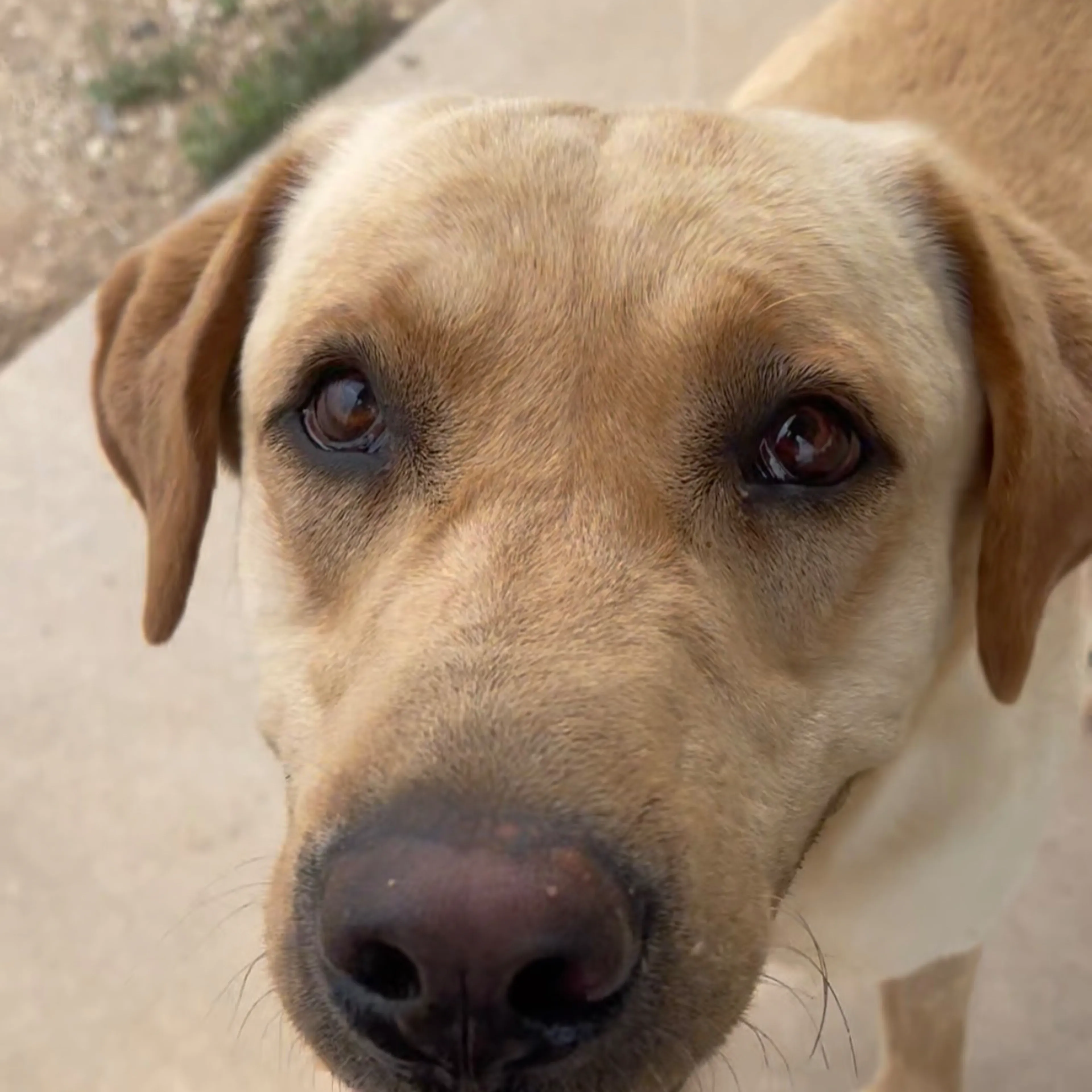 Lost pet-2