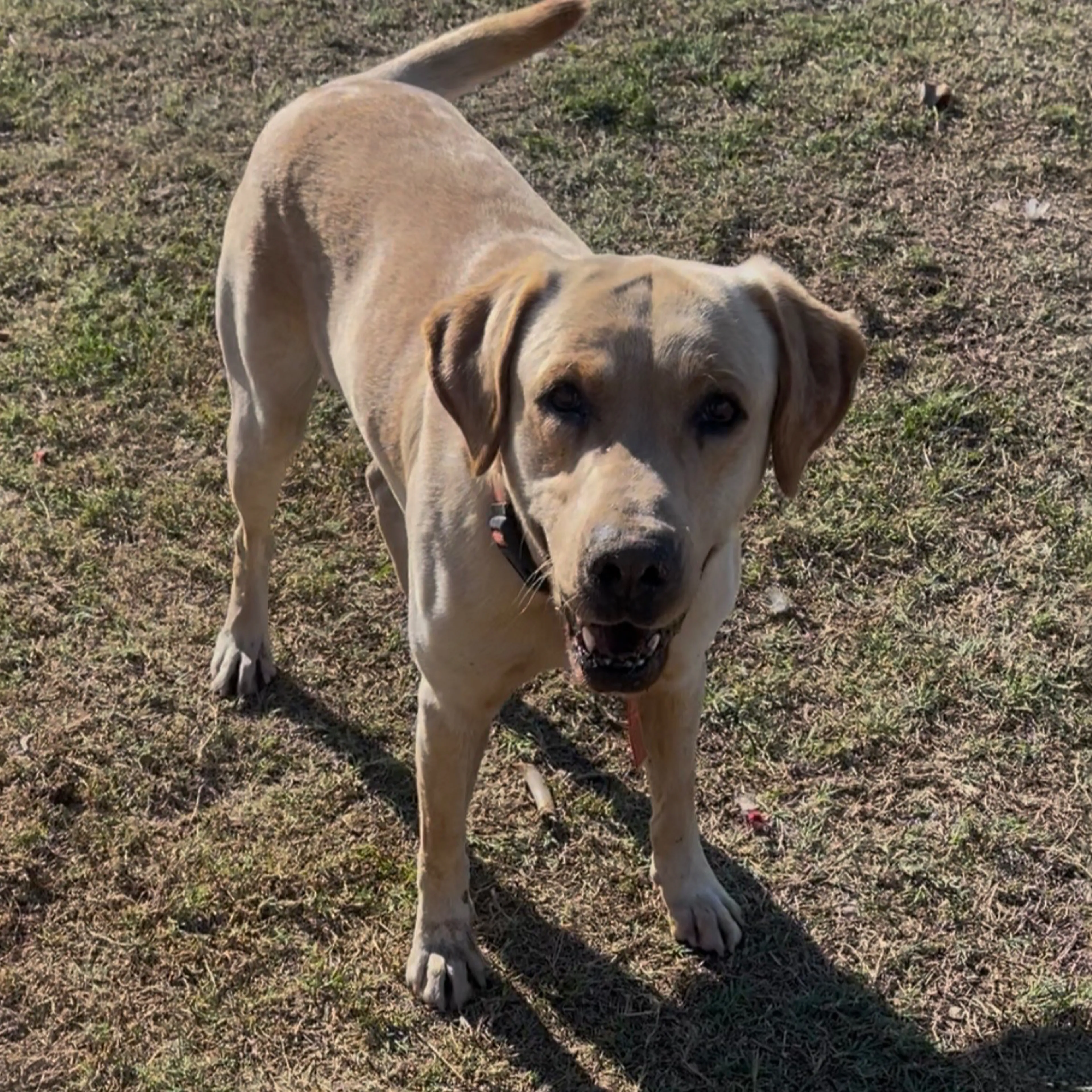 Lost pet-1