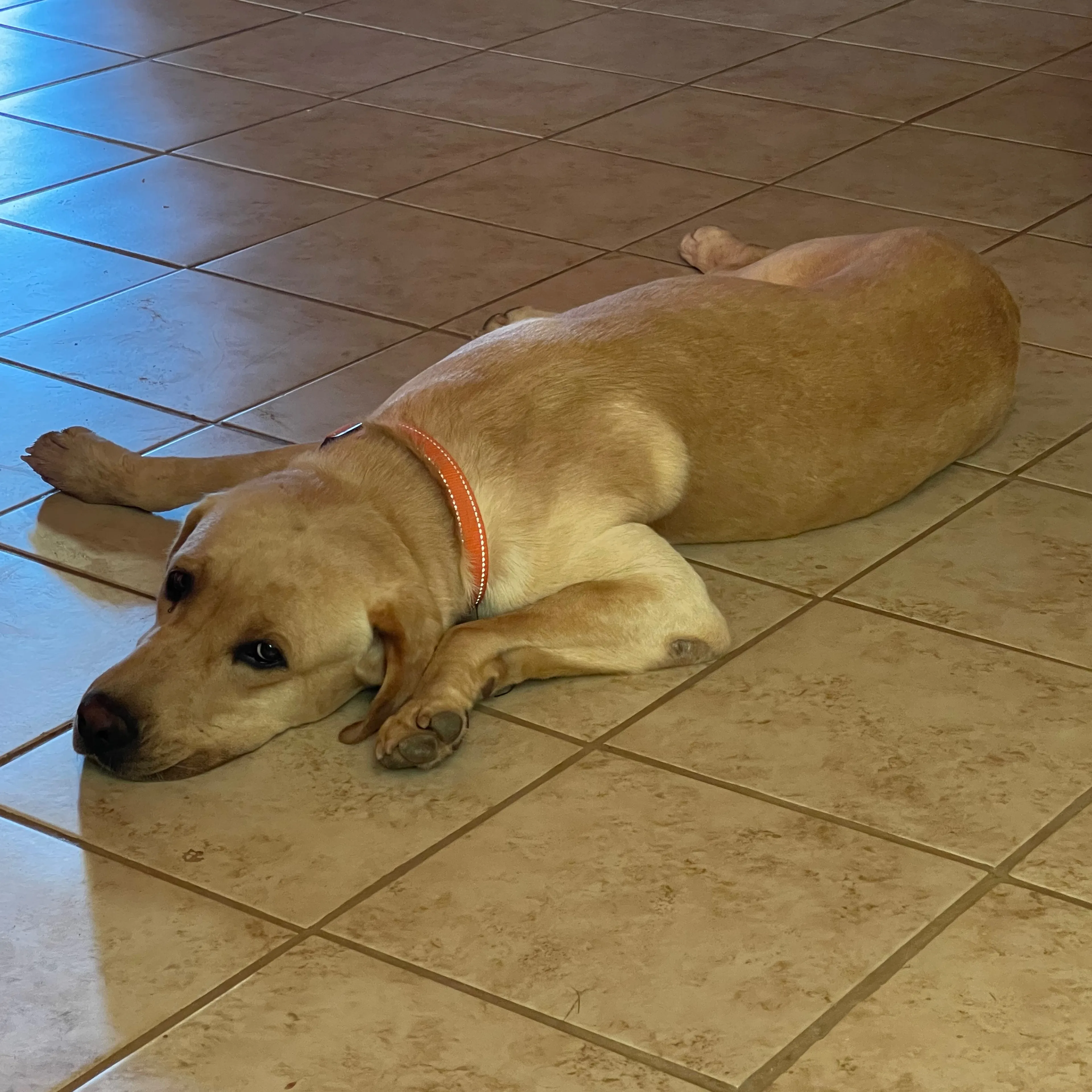 Lost pet-0