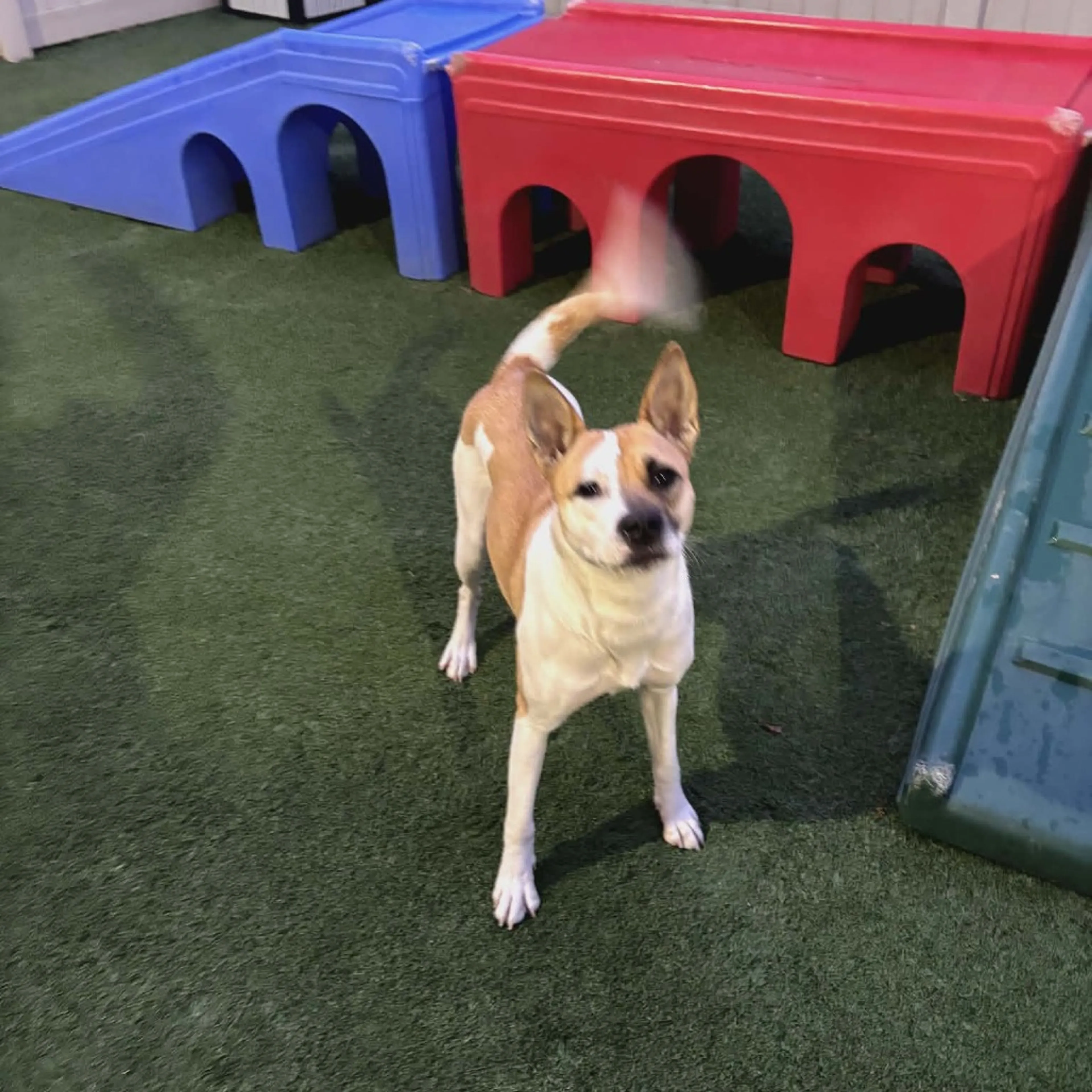 Found pet-17